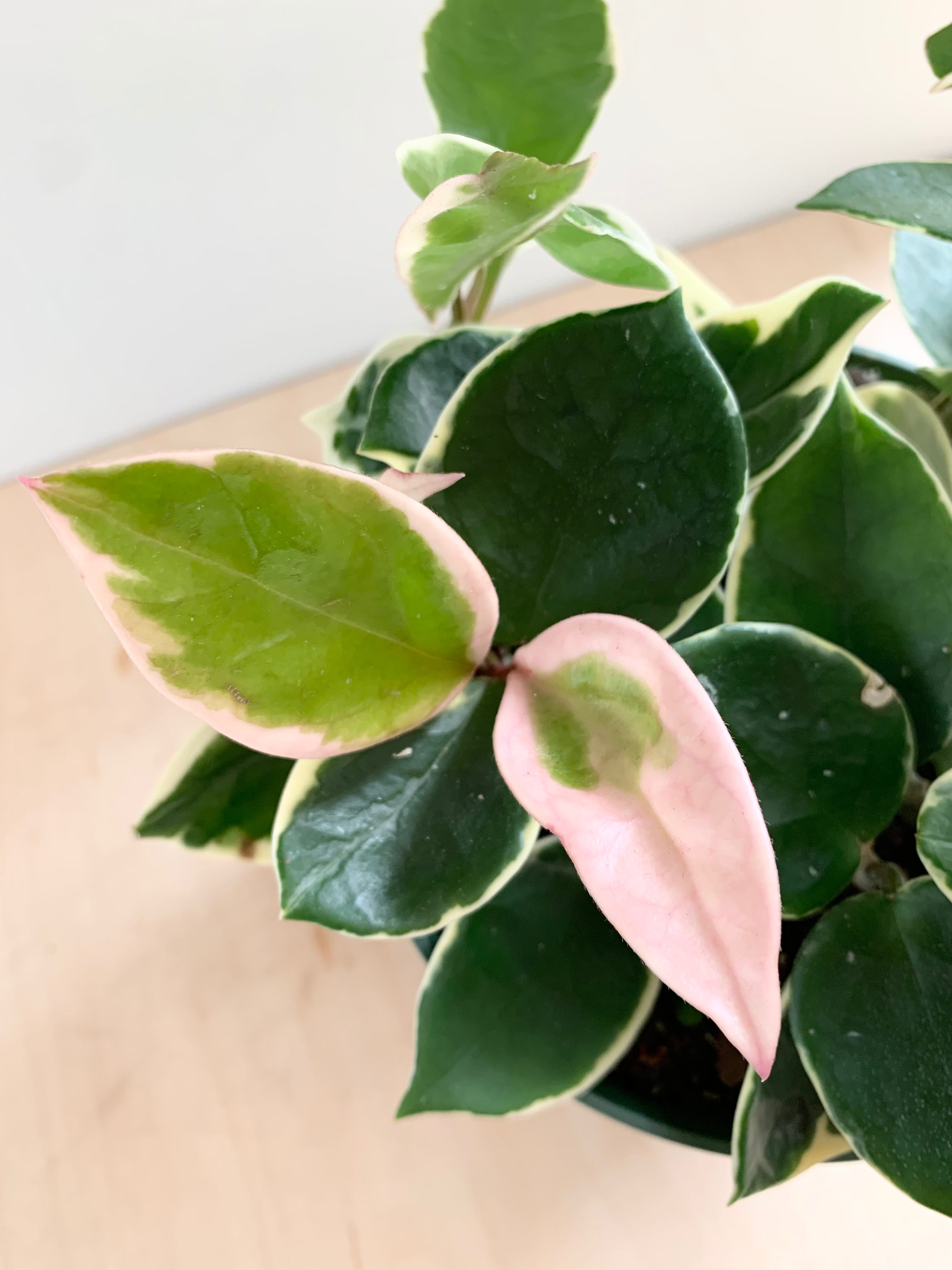 Hoya 'Krimson Queen'