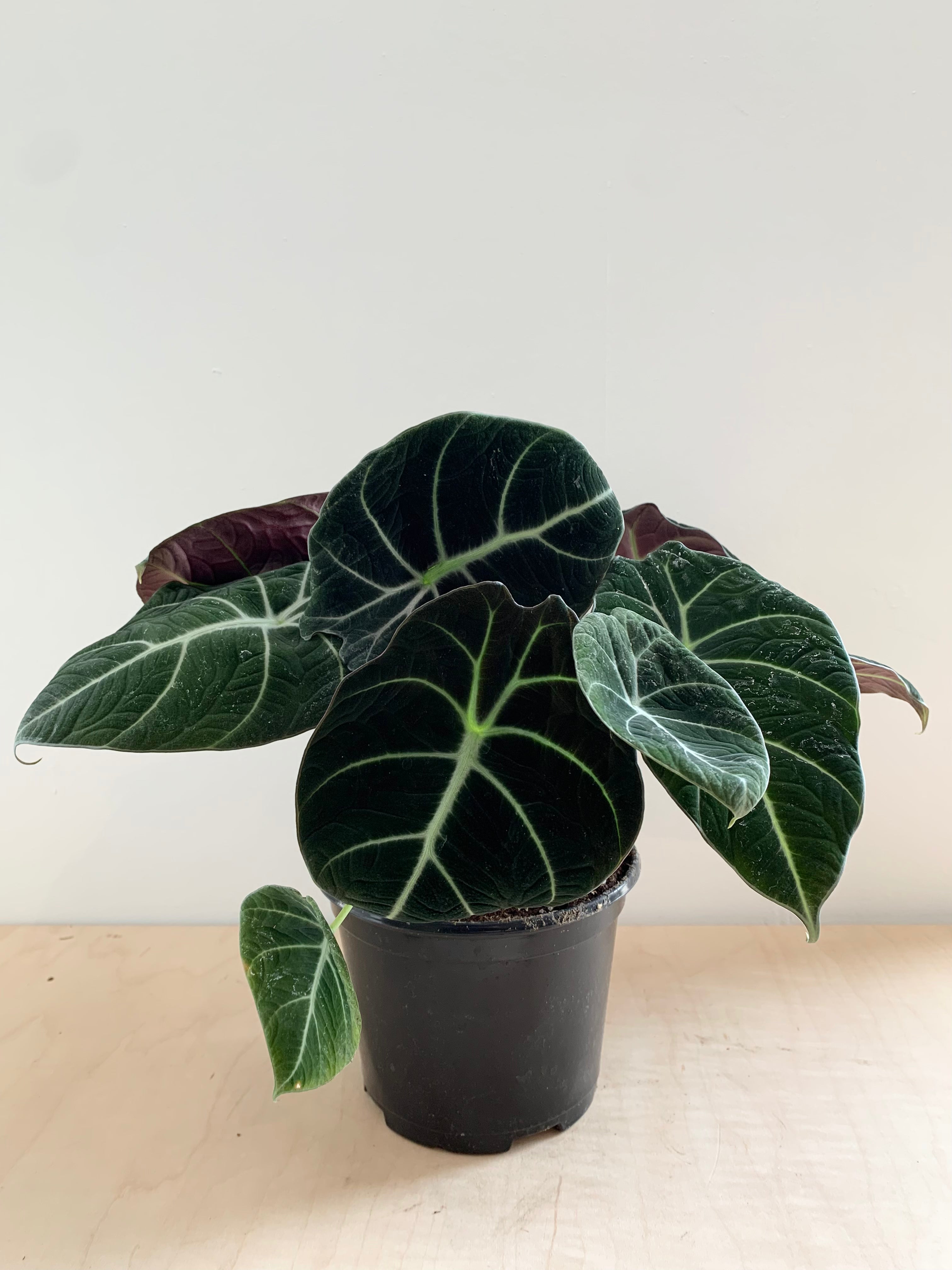 Alocasia 'Terciopelo negro'