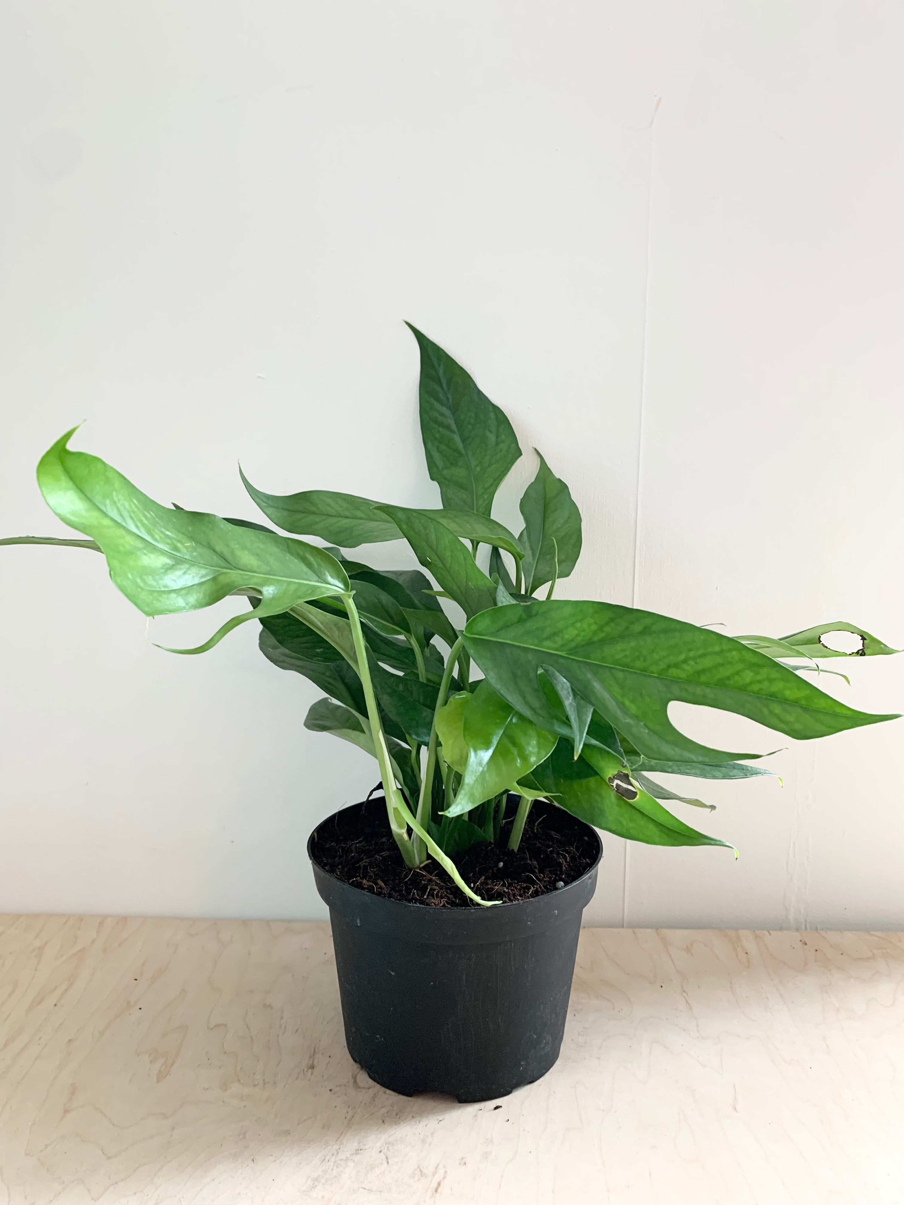 Pothos 'Baltic Blue'