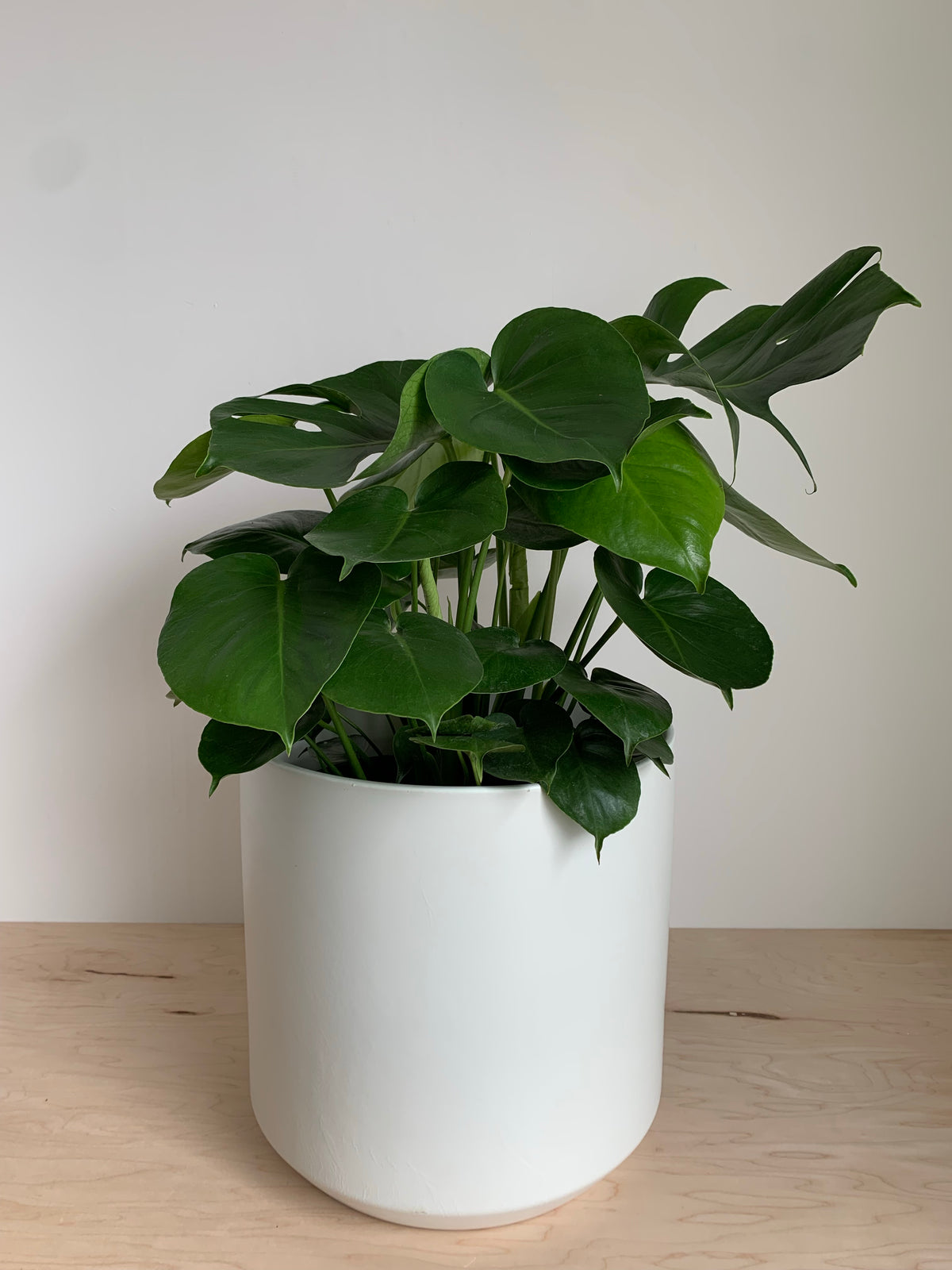 Monstera Délicieuse