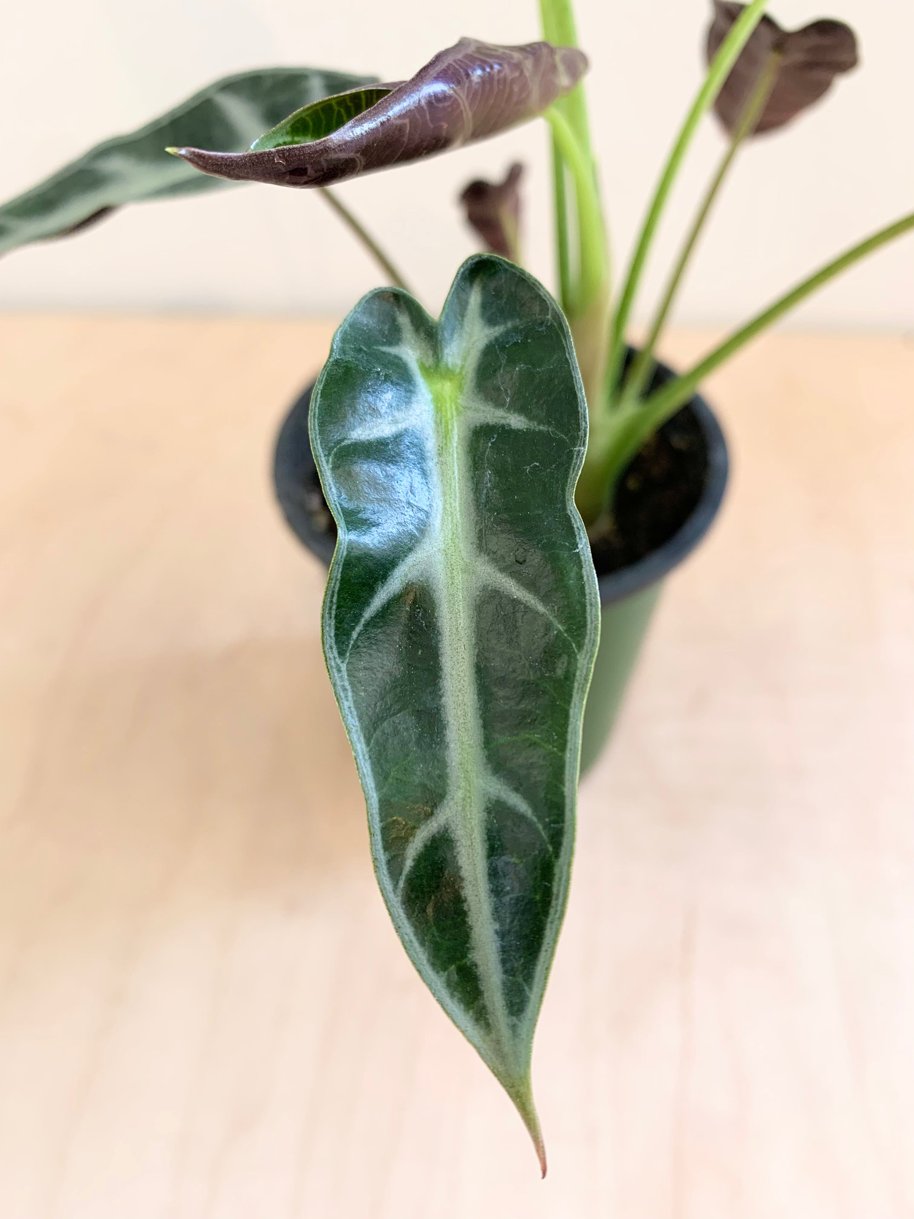Alocasia 'Bambino'