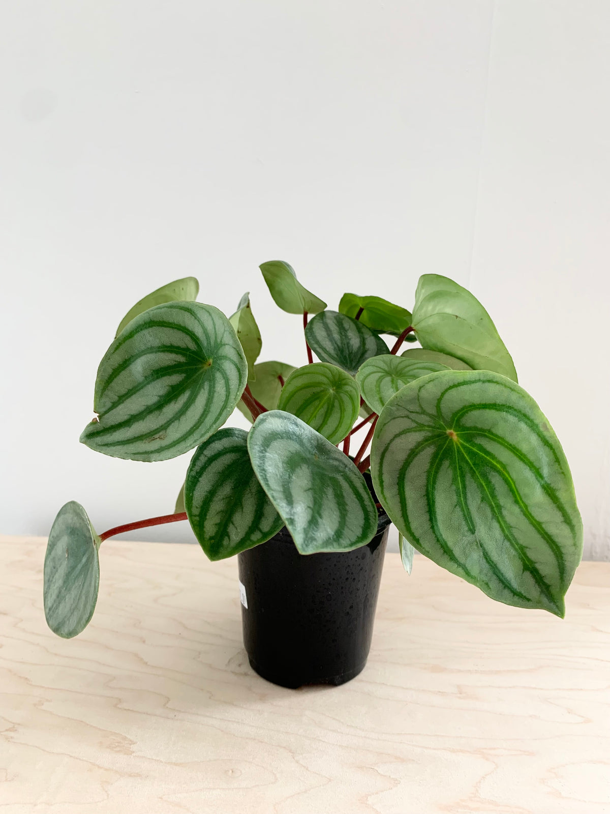 Peperomia 'Watermelon'