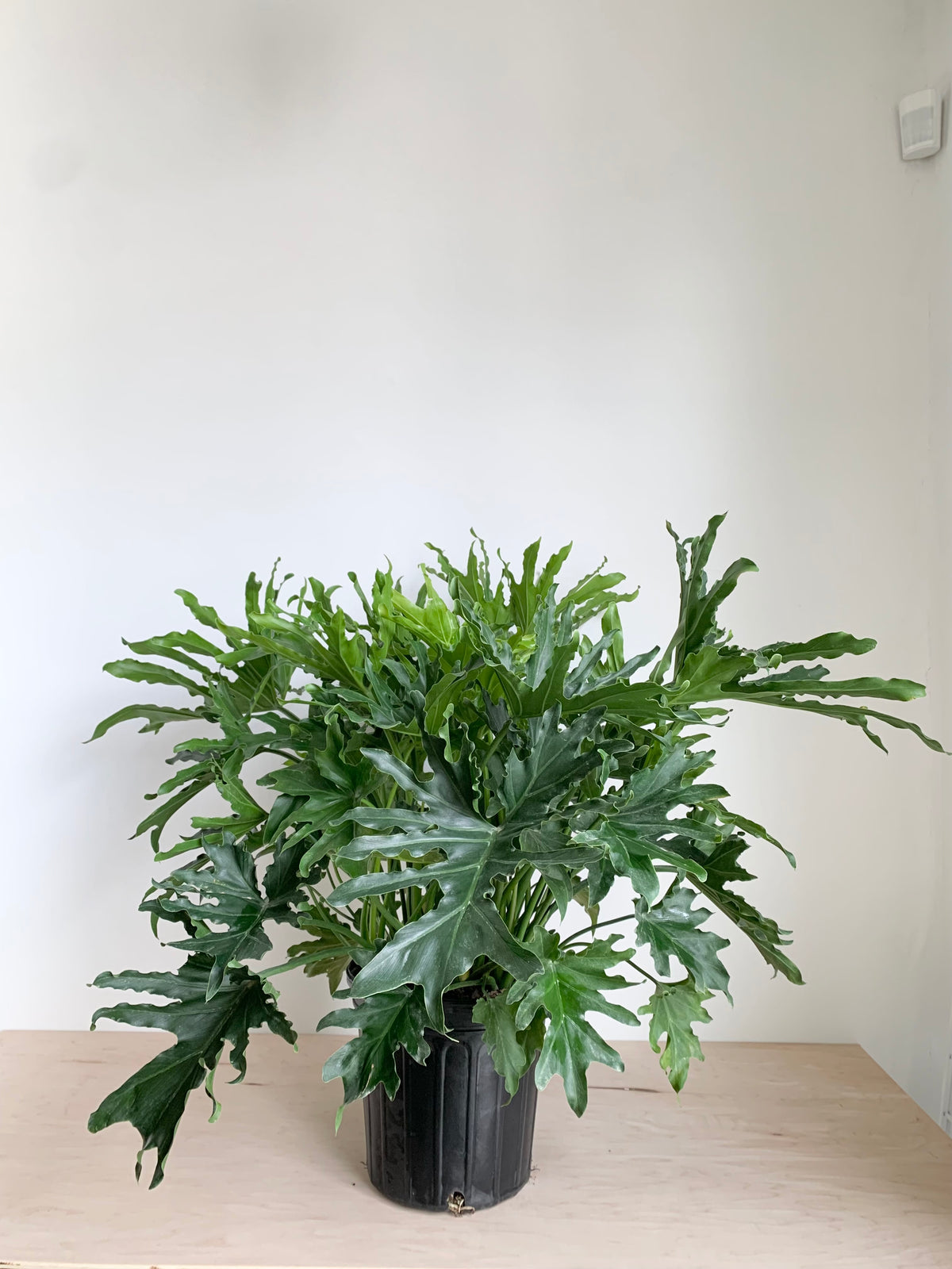 Philodendron Selloum 'Hope'
