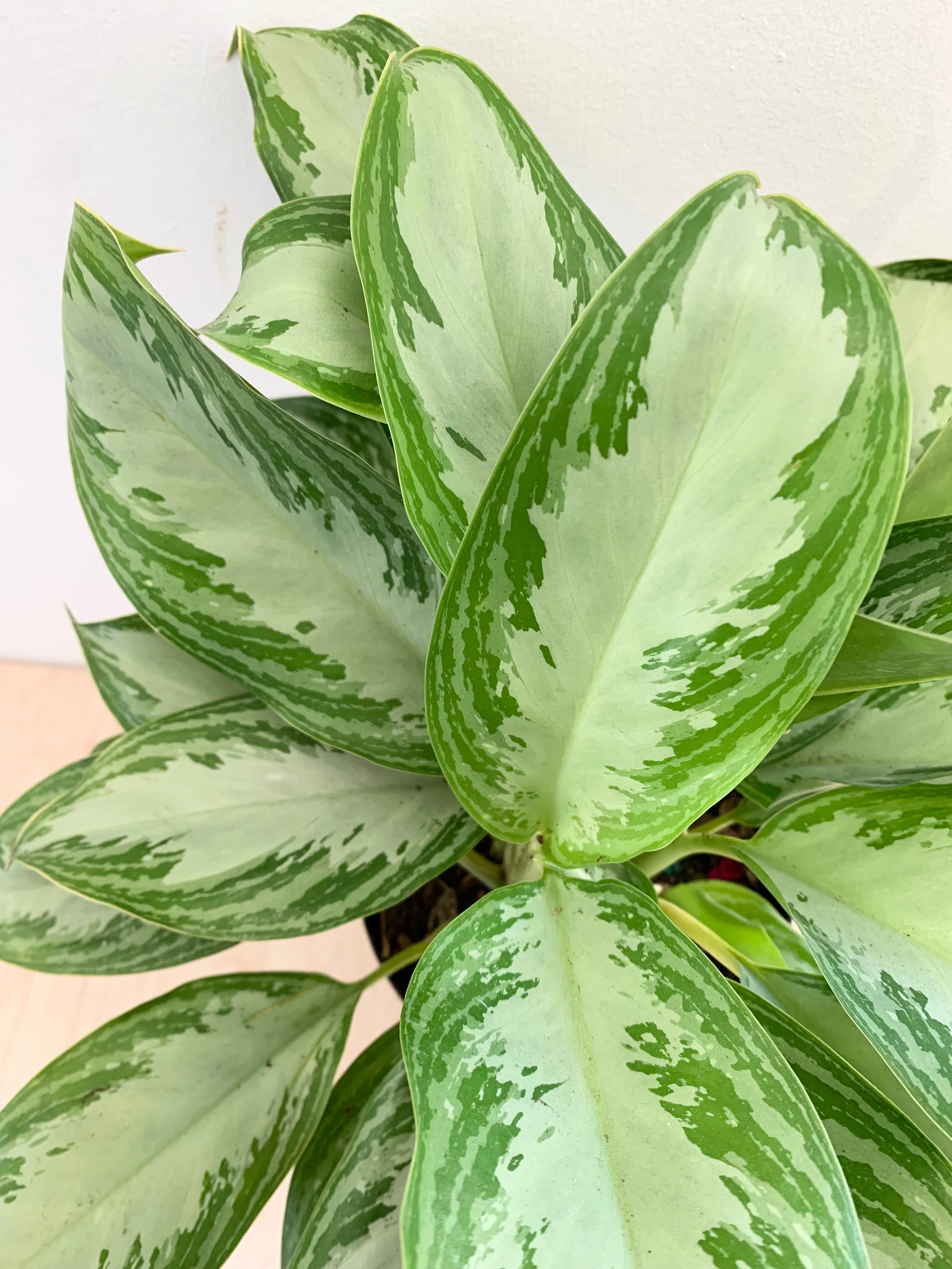 Aglaonema 'Silver Bay'