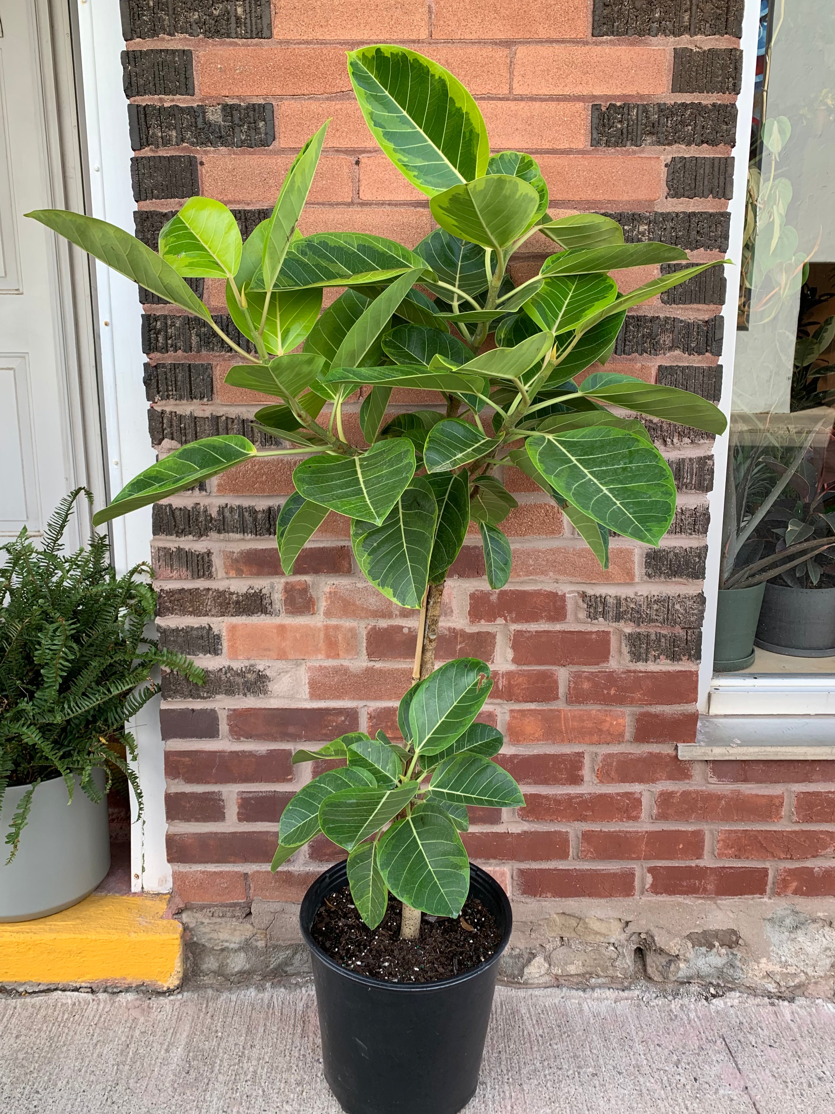 Ficus 'Altissima'