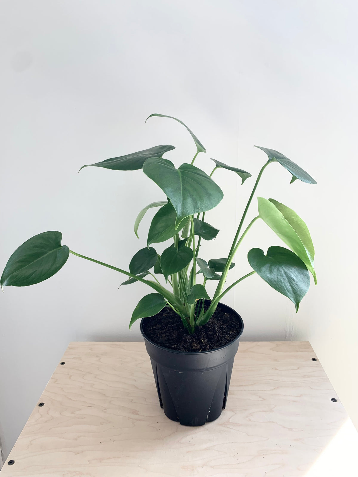 Monstera Délicieuse