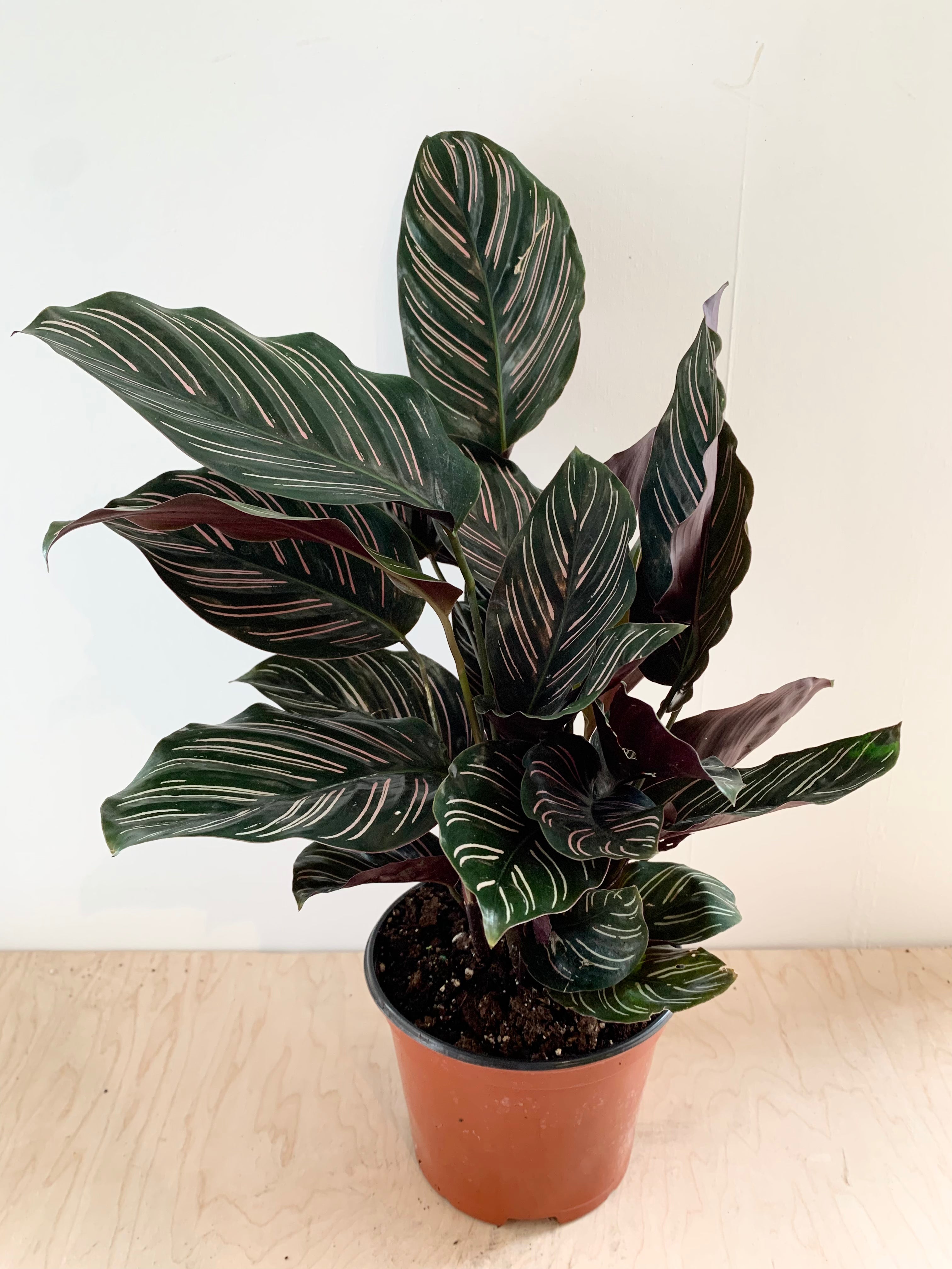 Calathea 'Ornata'