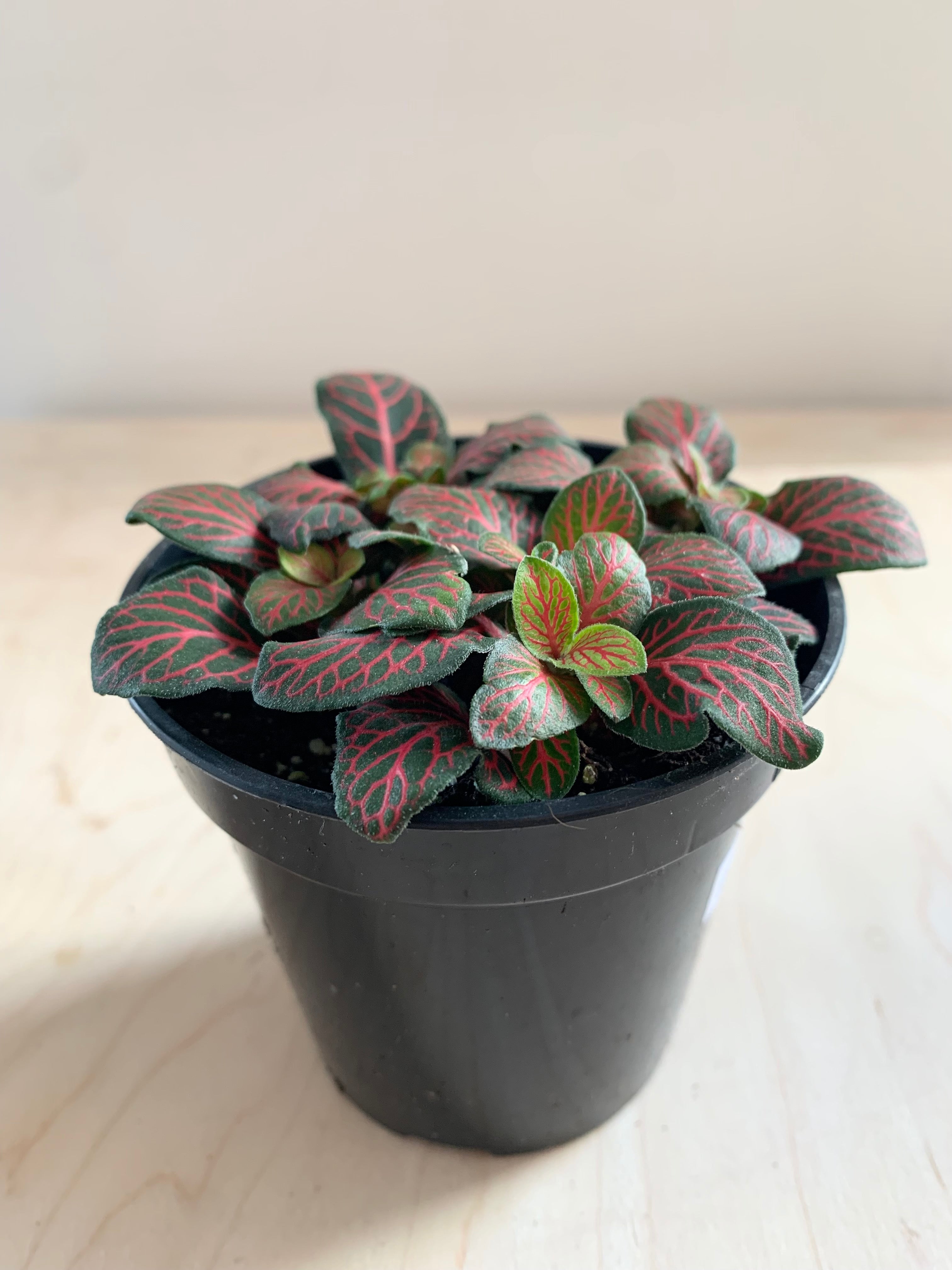 Fittonia (Nerve Plant) Assorted