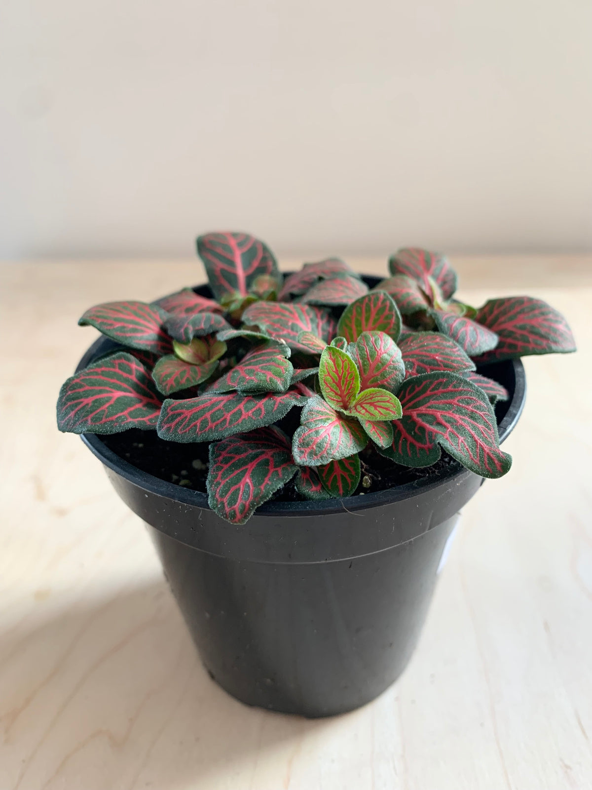 Fittonia, Assorted