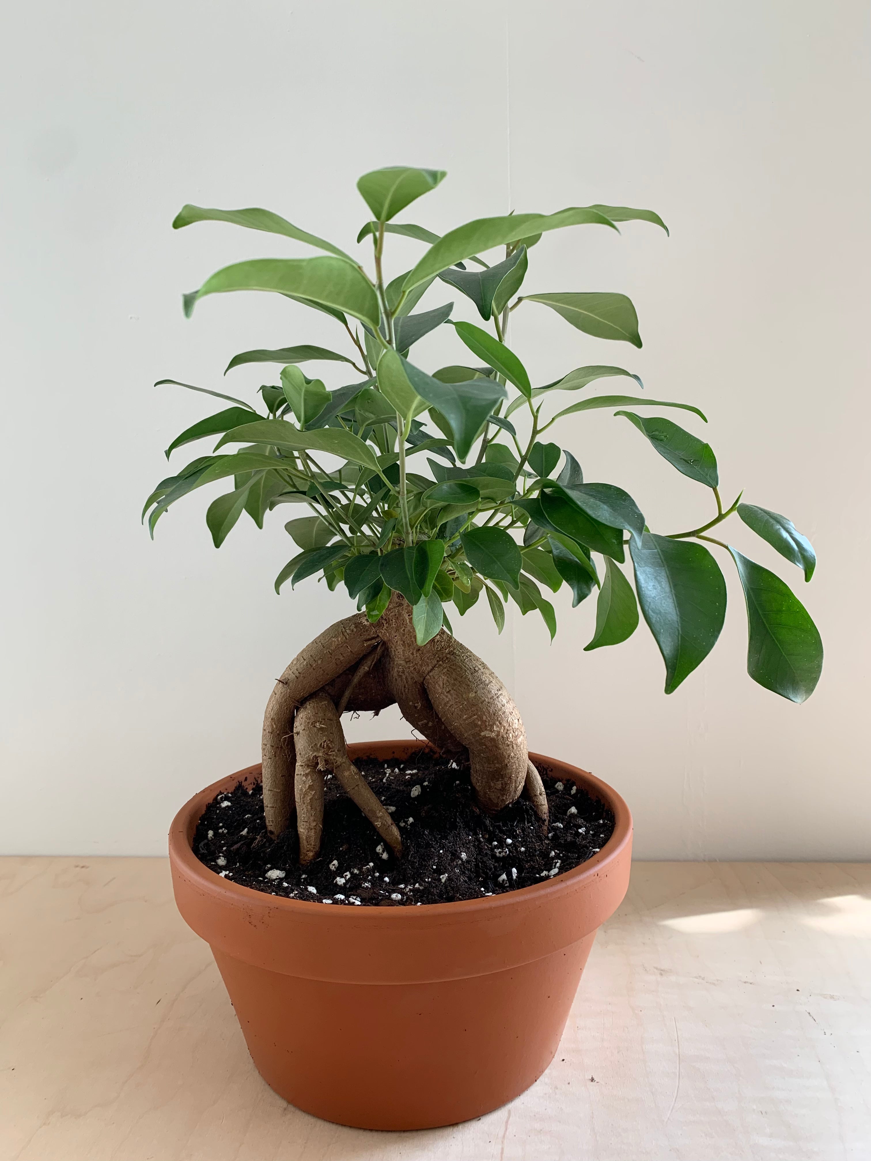 Bonsaï de ginseng