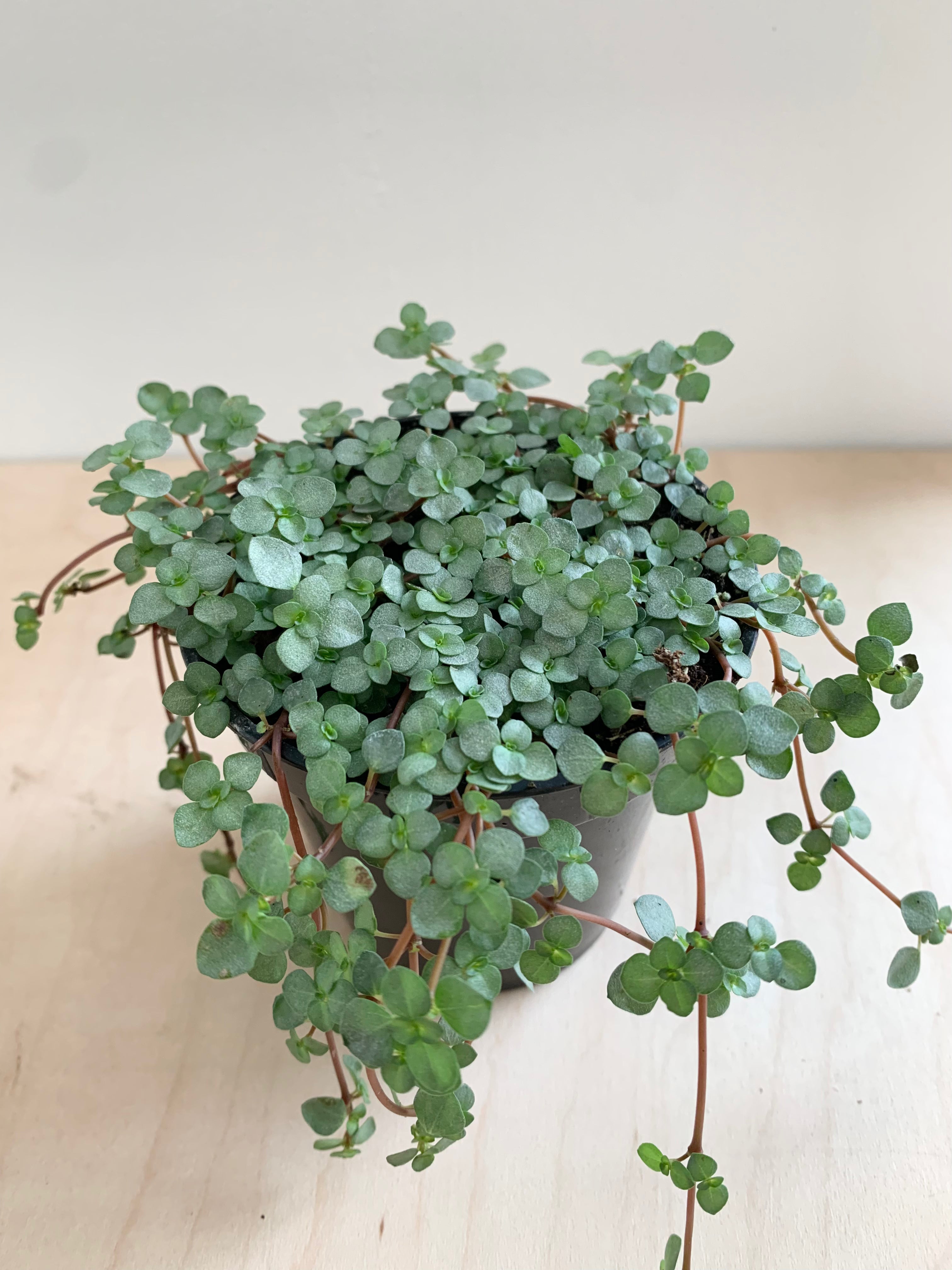 Pilea 'Glauca'