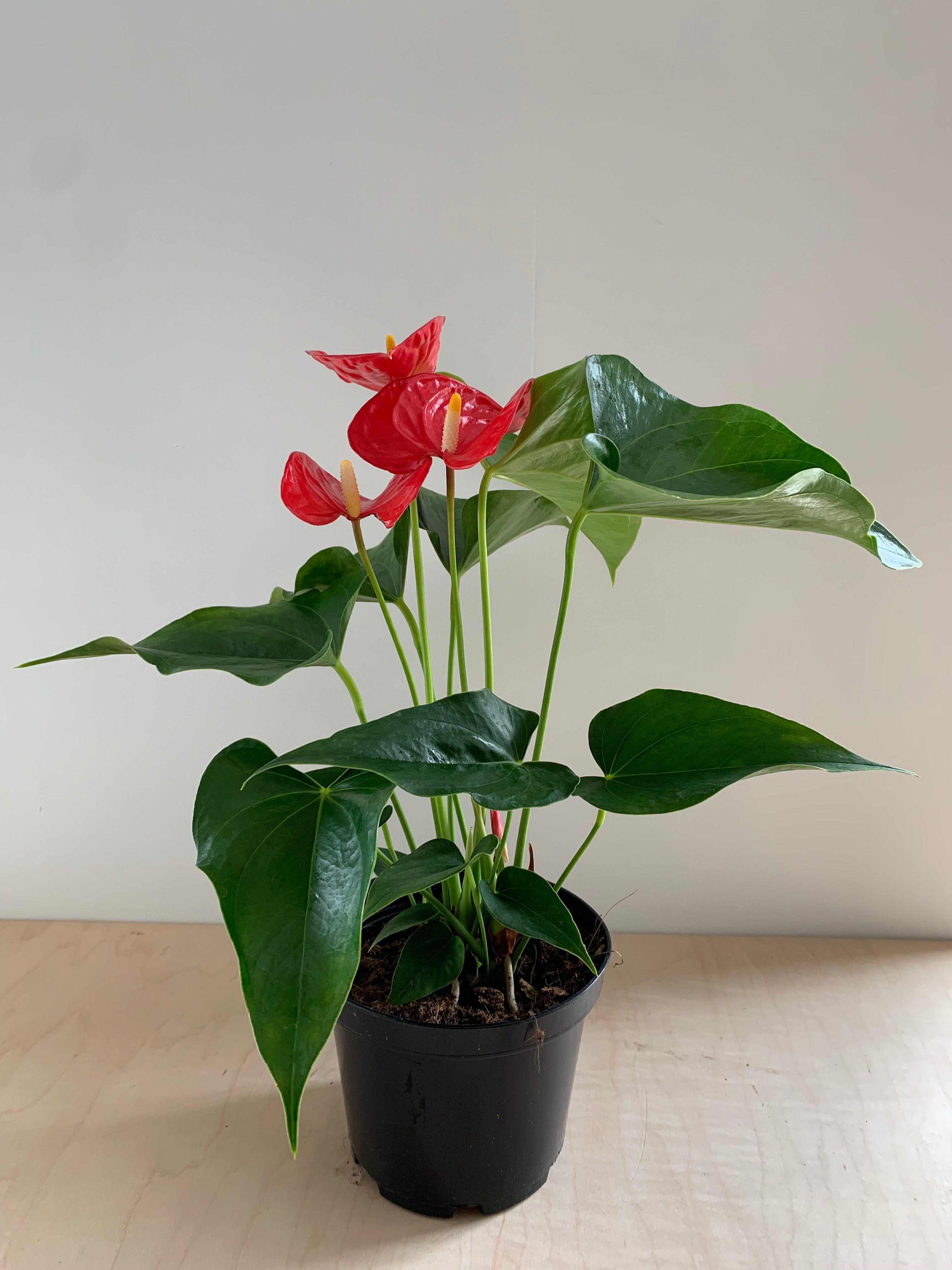 Anthurium en fleurs