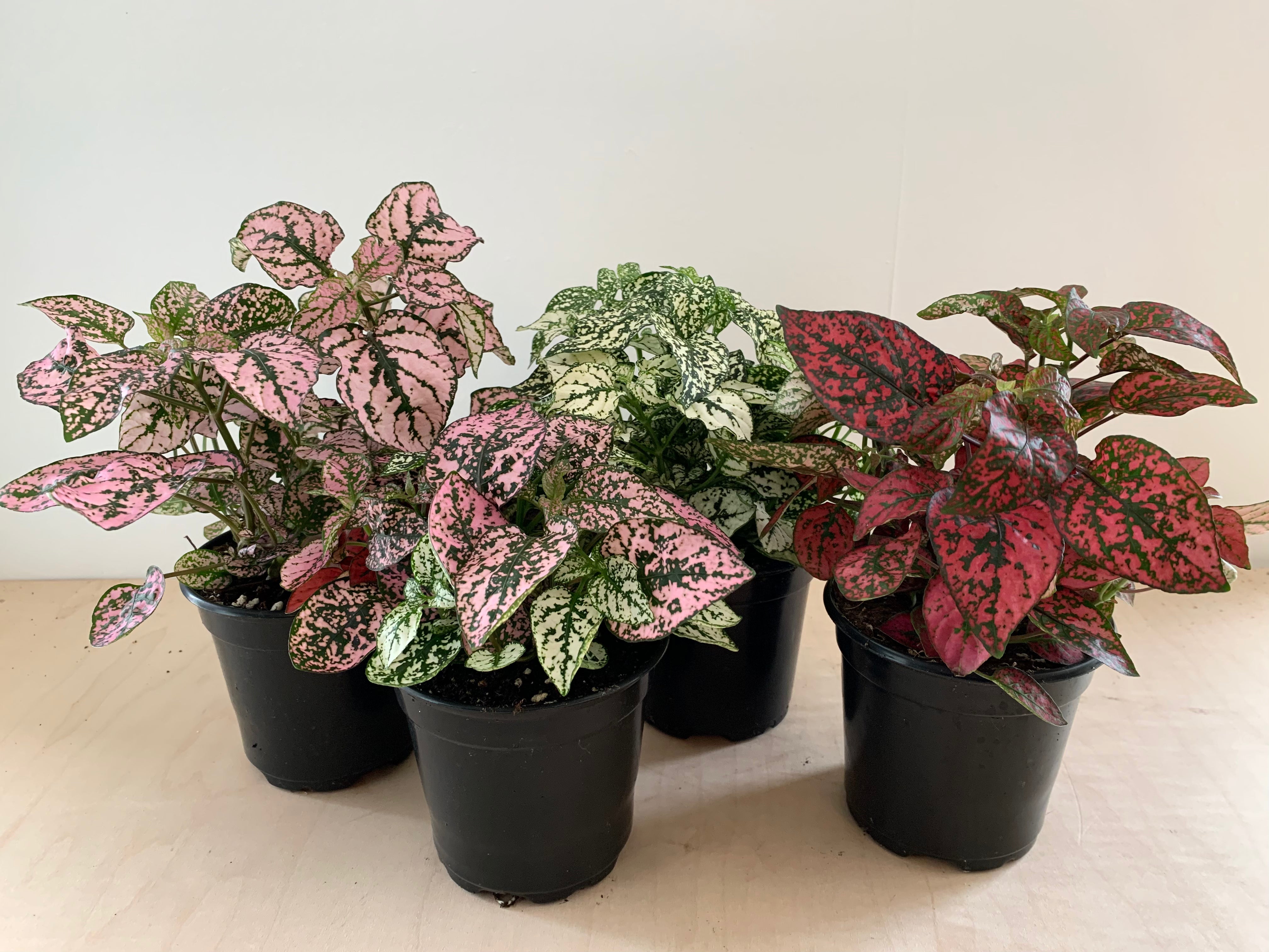 Polka Dot, Assorted