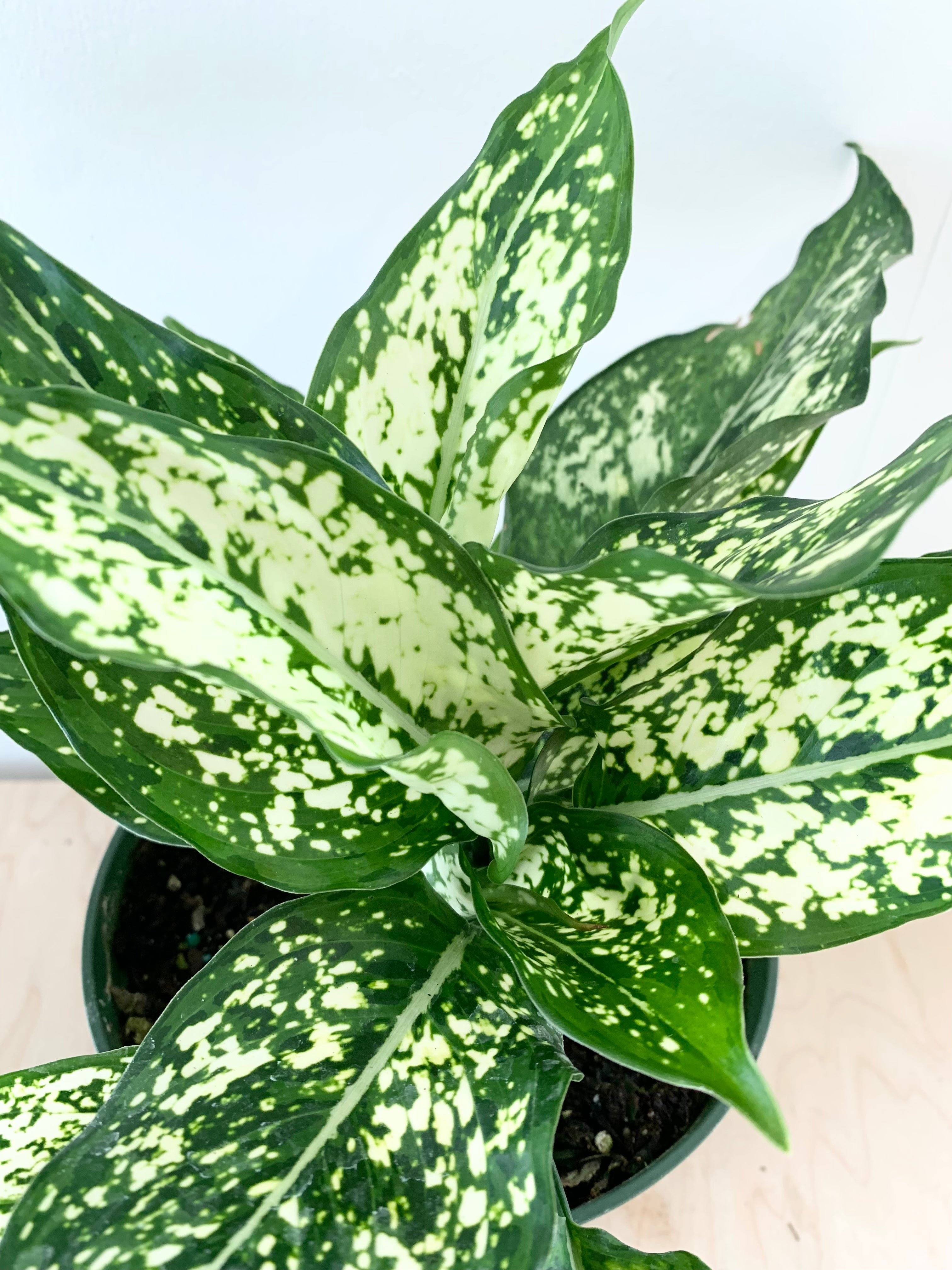 Aglaonema 'Osaka'