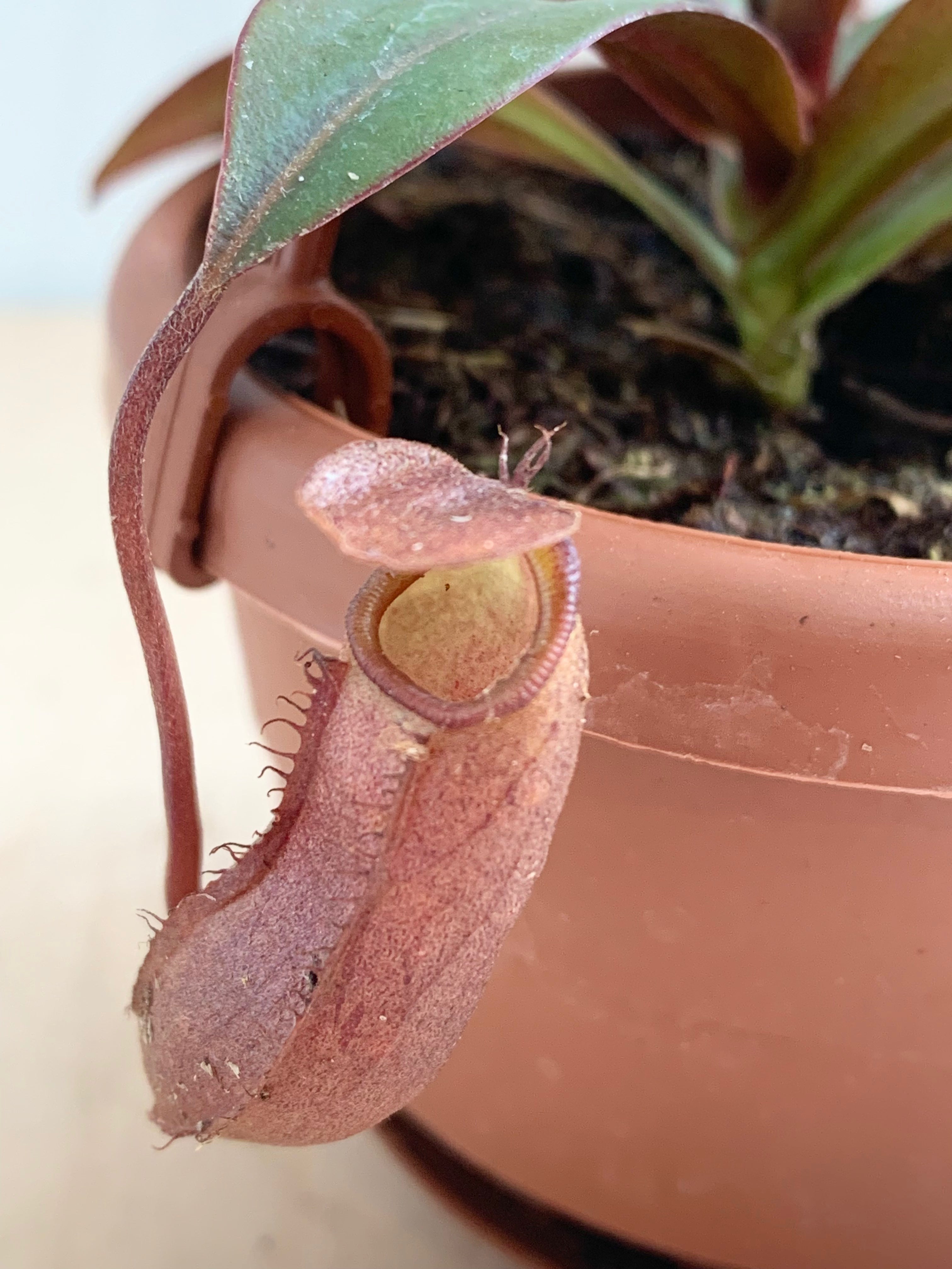 Napenthes, plante carnivore asiatique