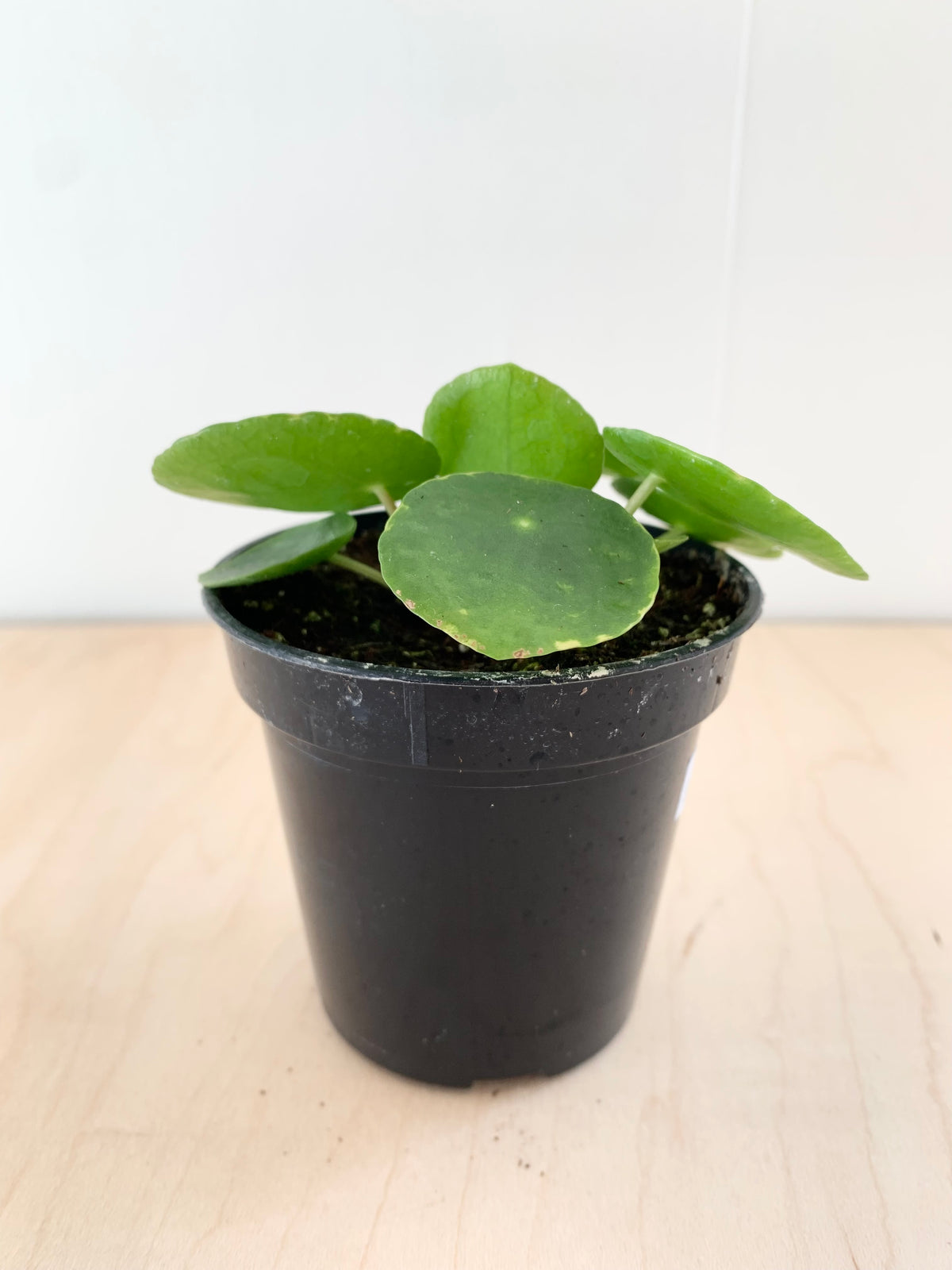 Pilea peperomioides