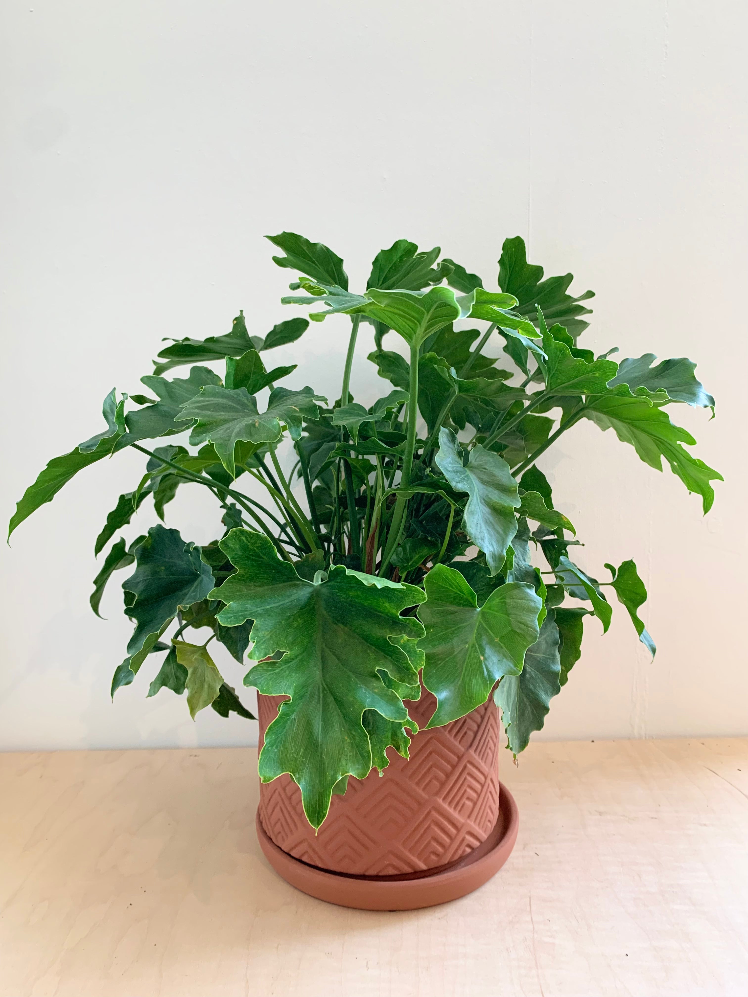 Philodendron Selloum 'Hope'