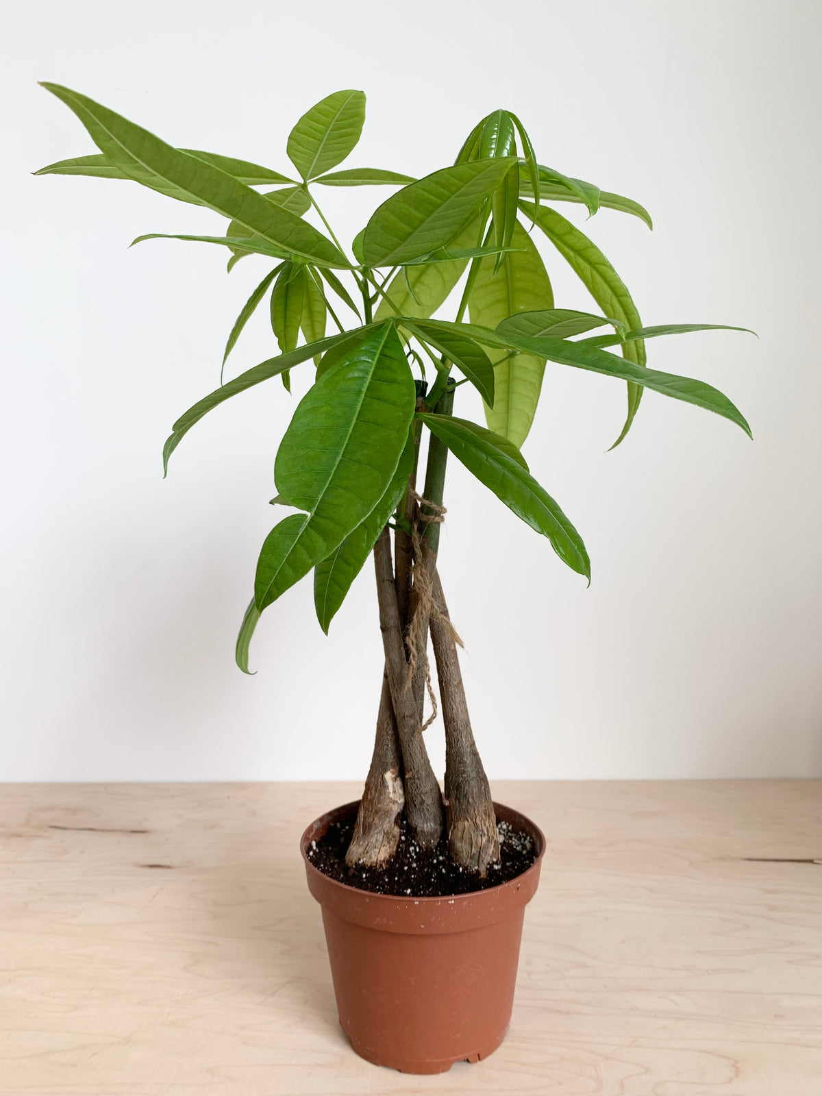 Árbol del dinero