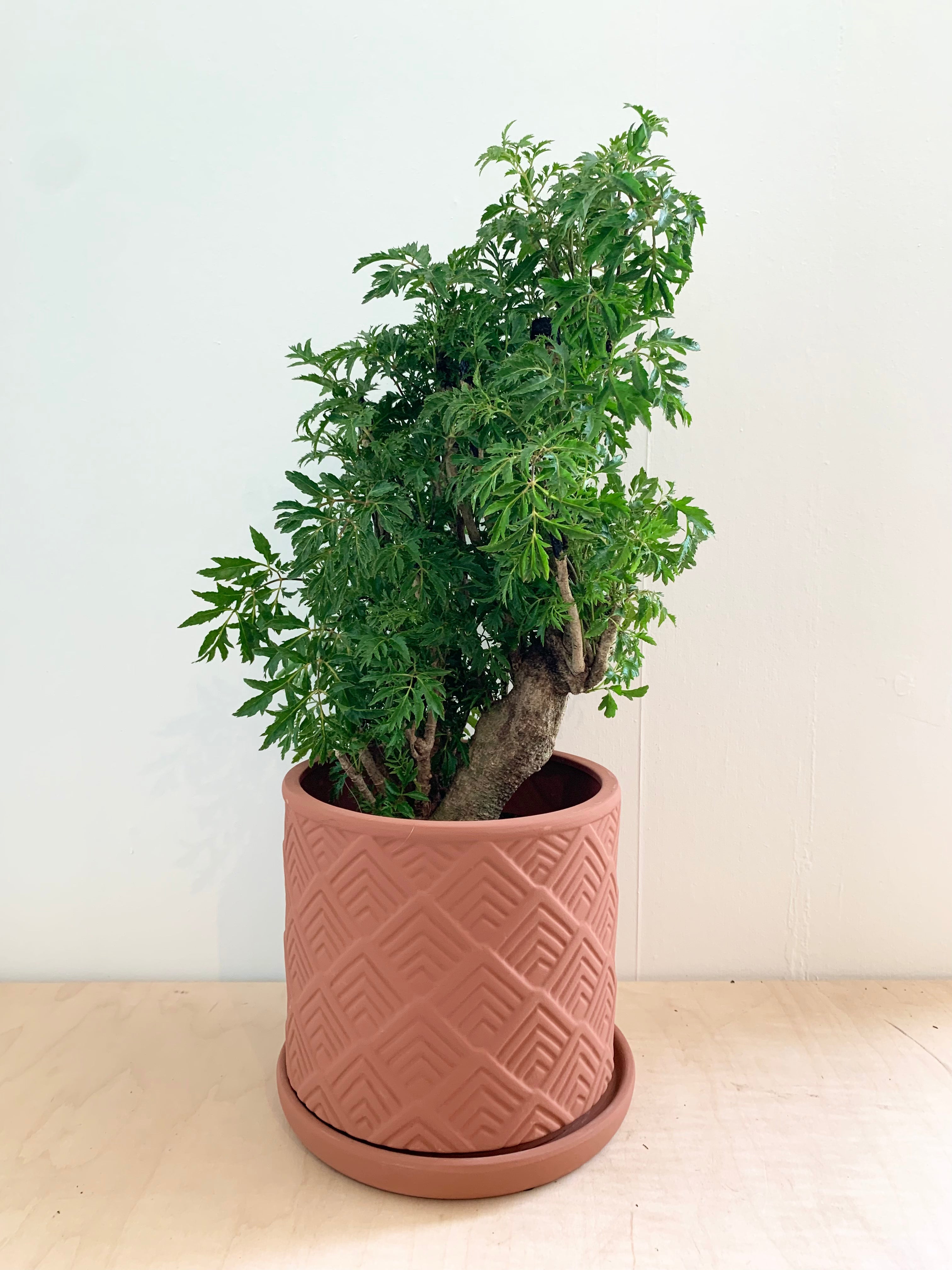Souche d'Aralia Ming