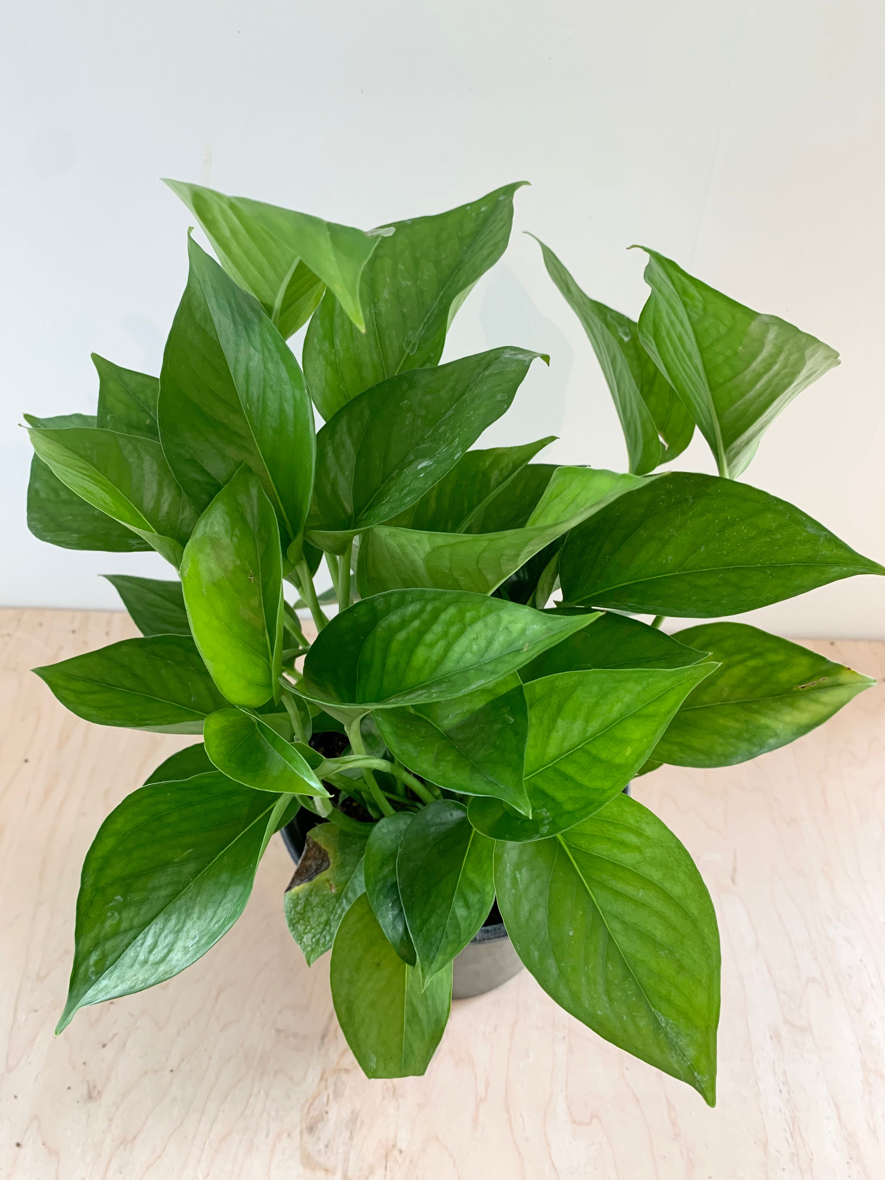 Pothos 'Jade'