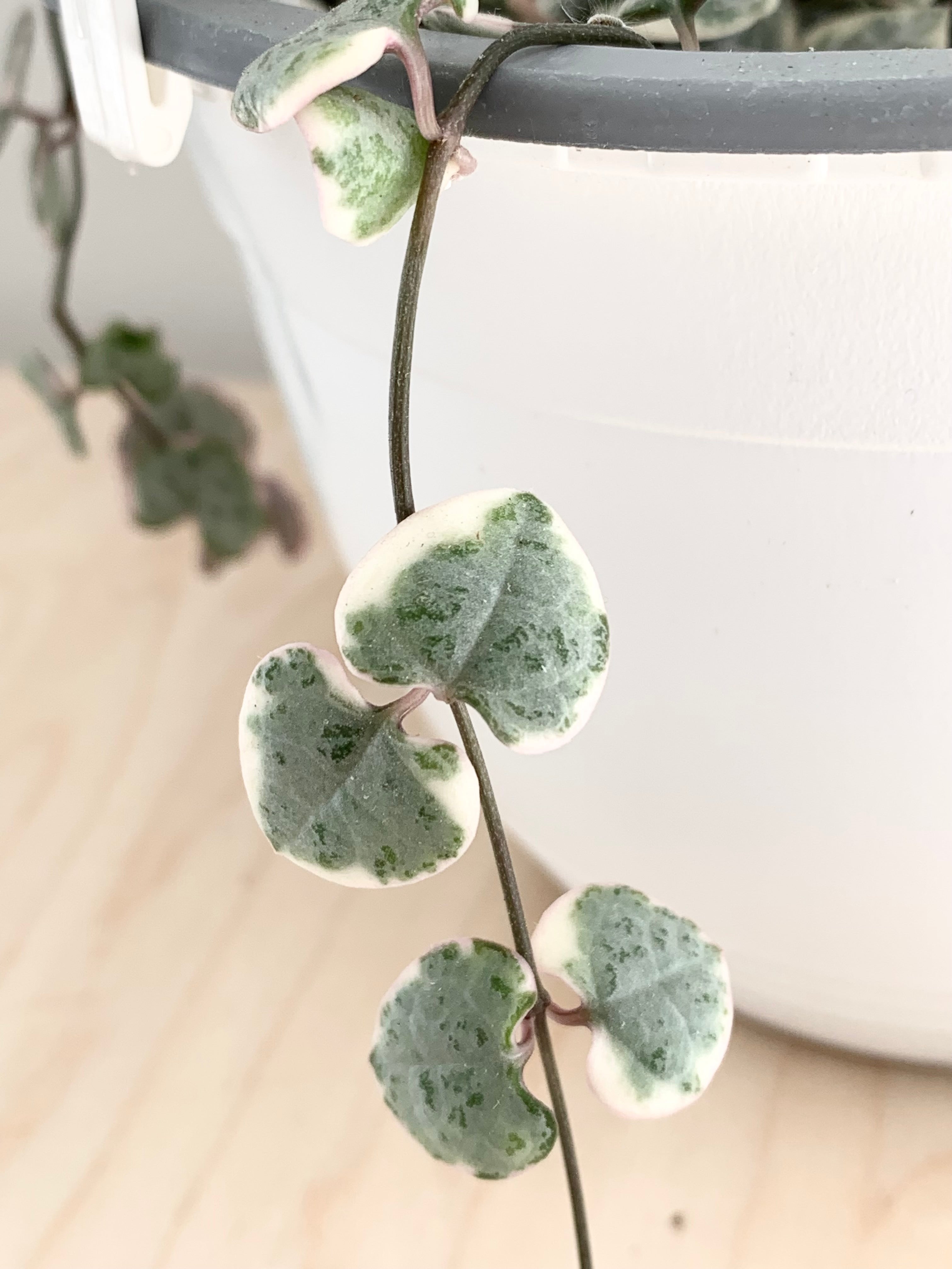 String of Hearts - Variegated