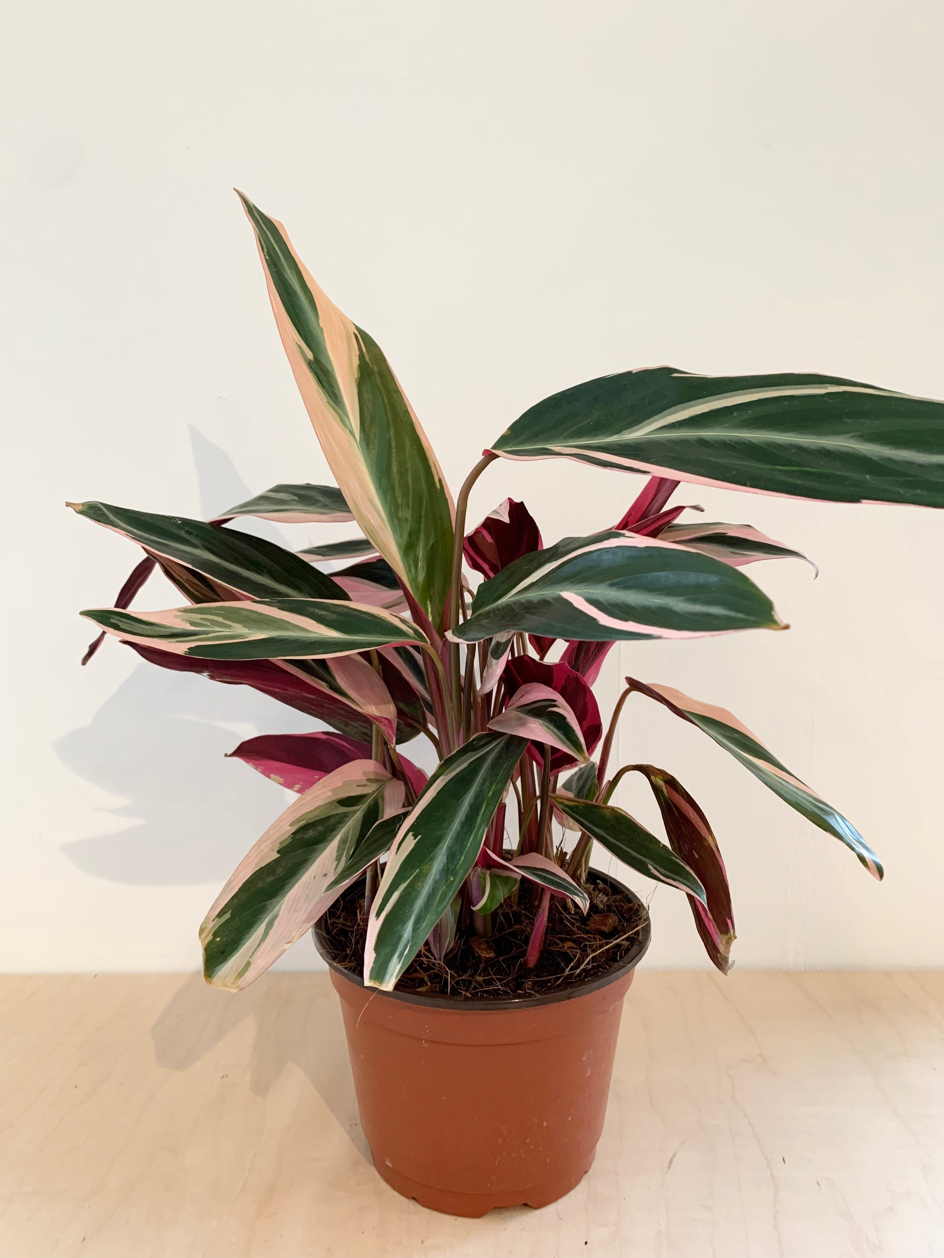 Stromanthe 'Triostar'