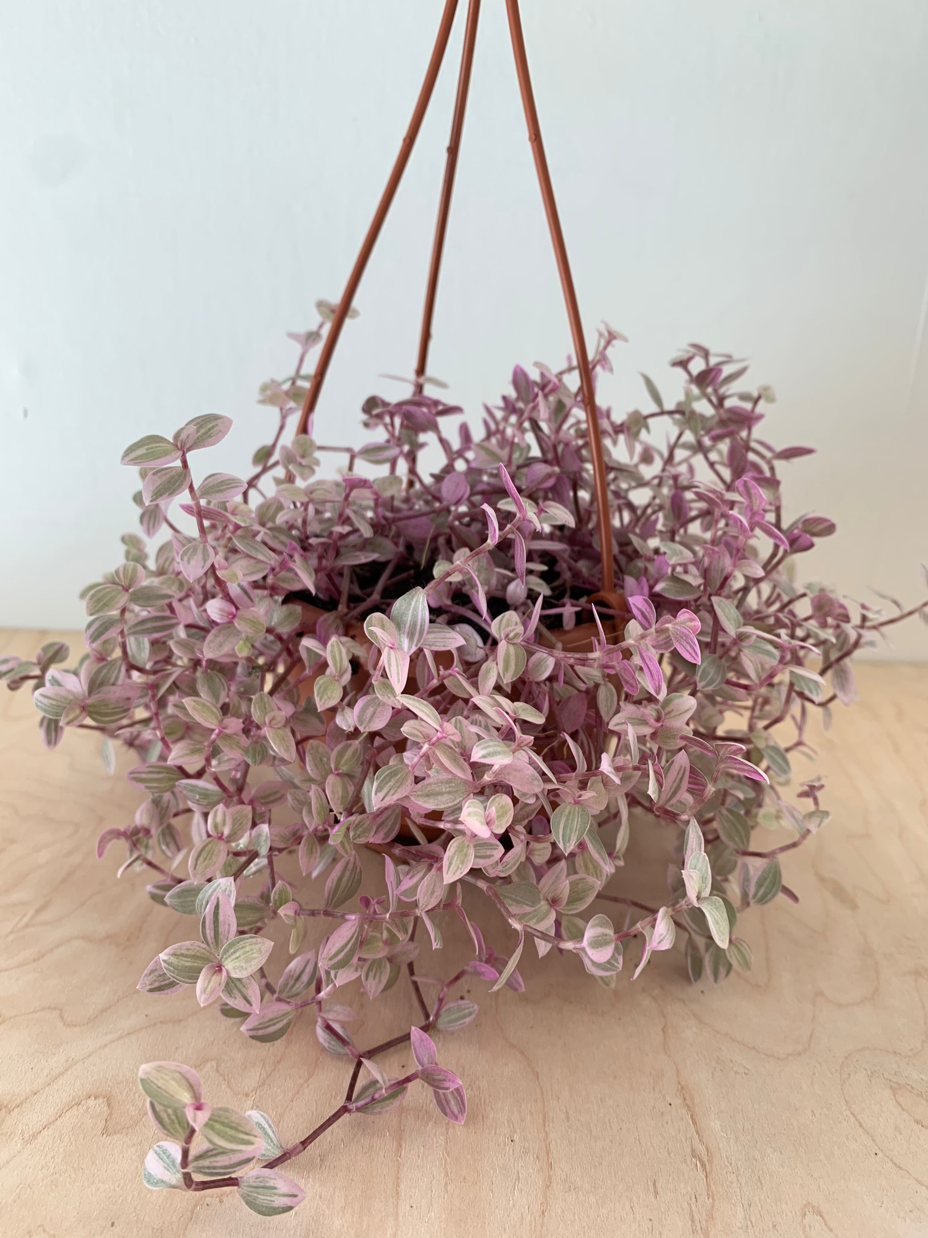 Tradescantia 'Panthère rose'