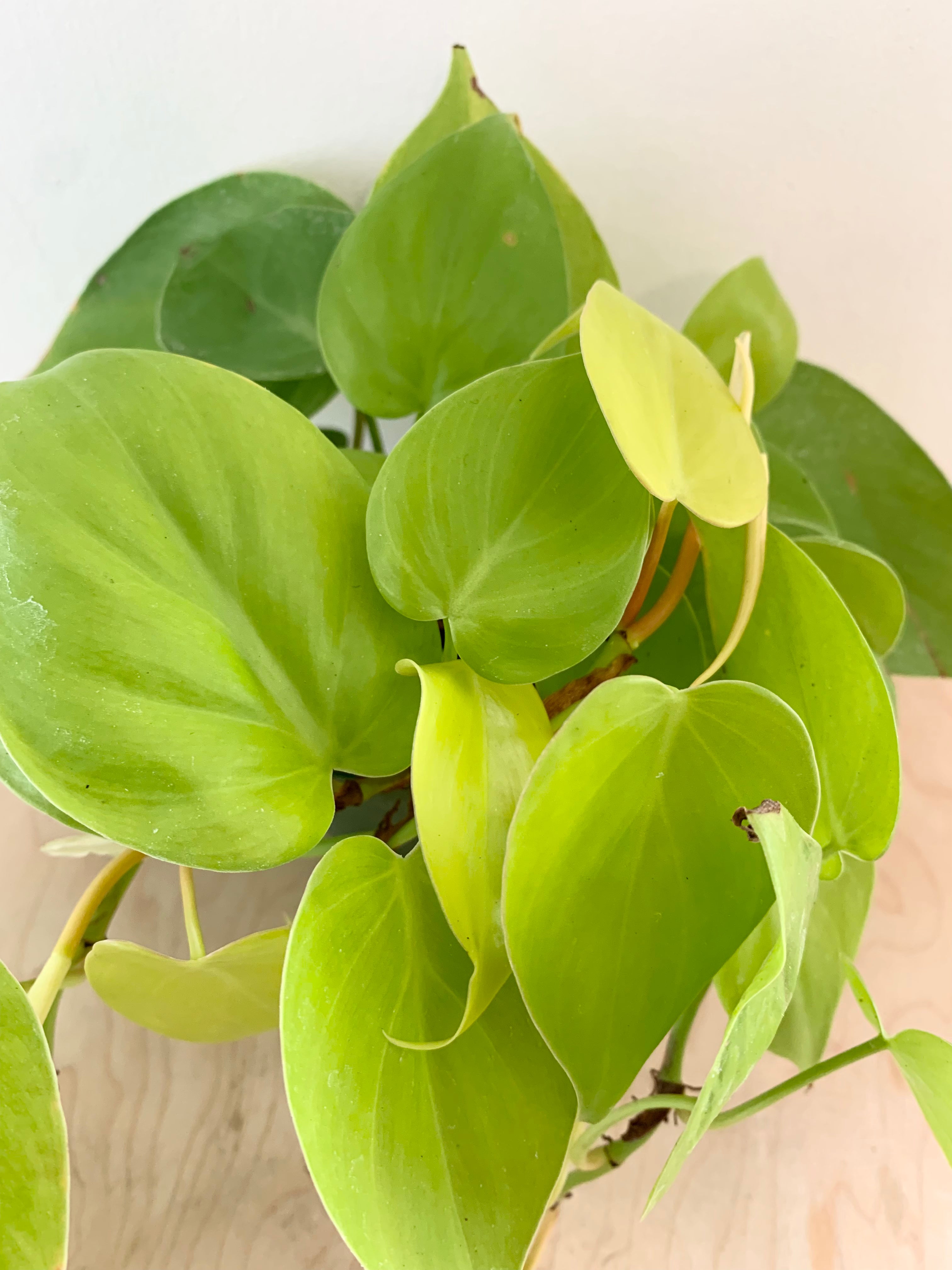 Philodendron 'Cordatum Lemon Lime'