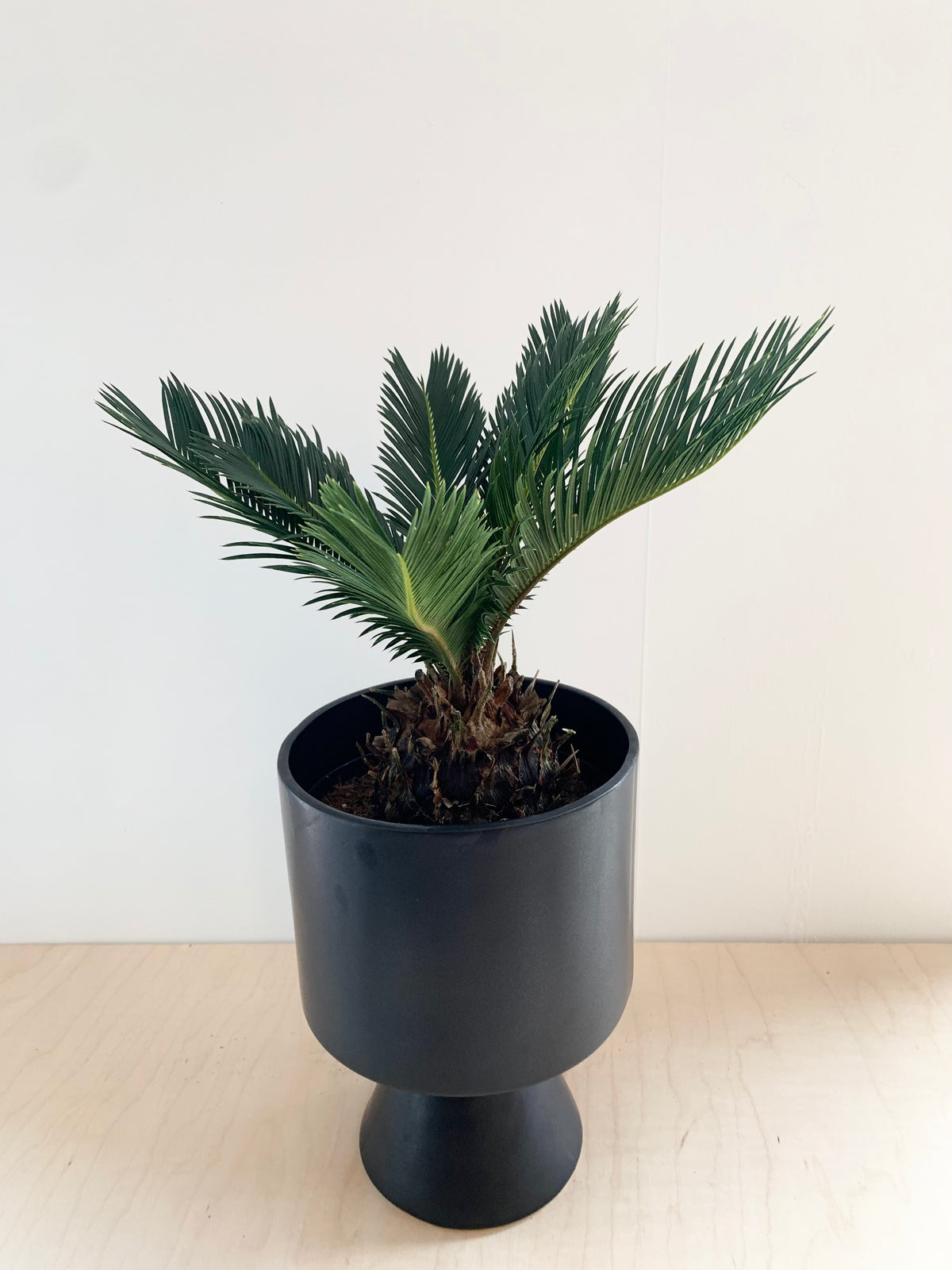 Sago Palm