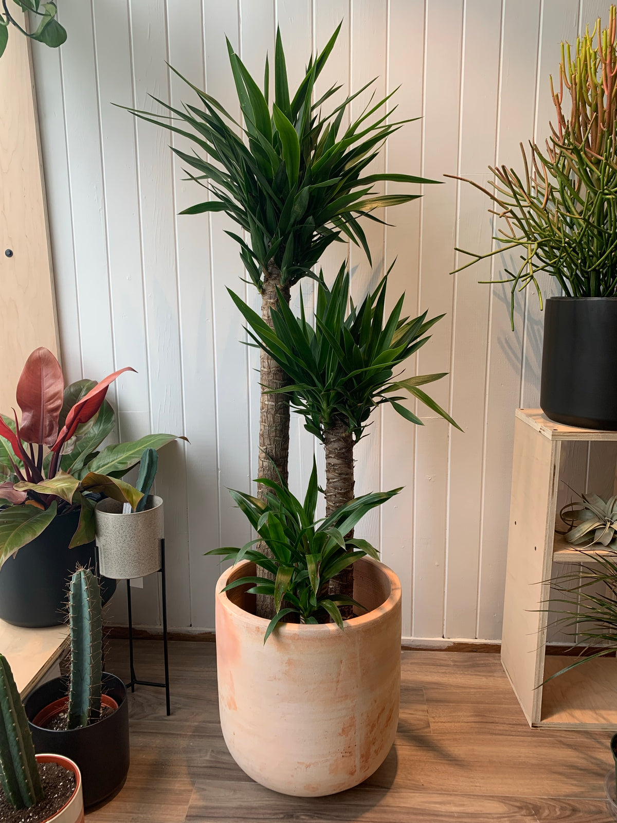 Yucca Cane 3-2-1