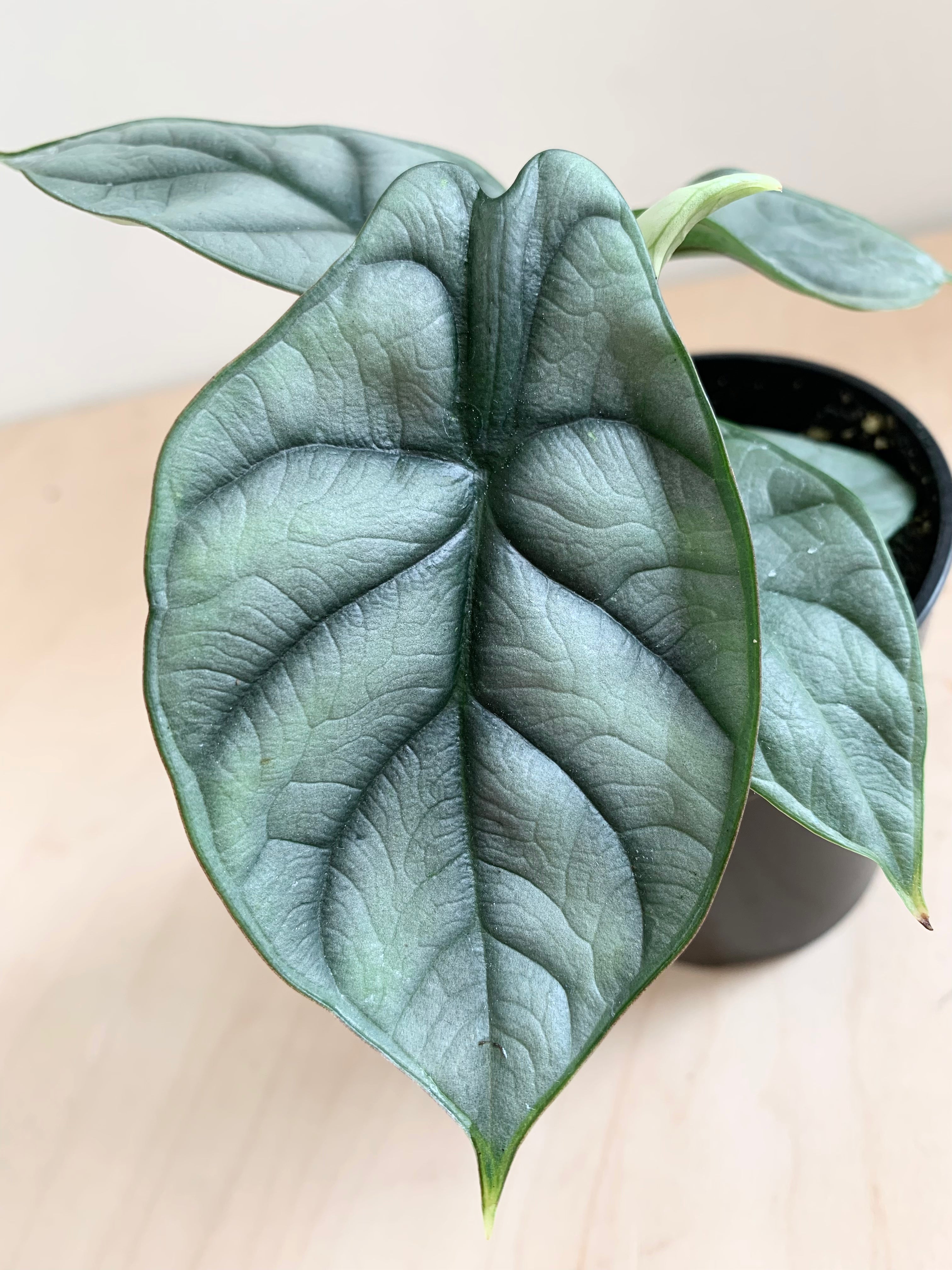 Alocasia 'Dragón Plateado'