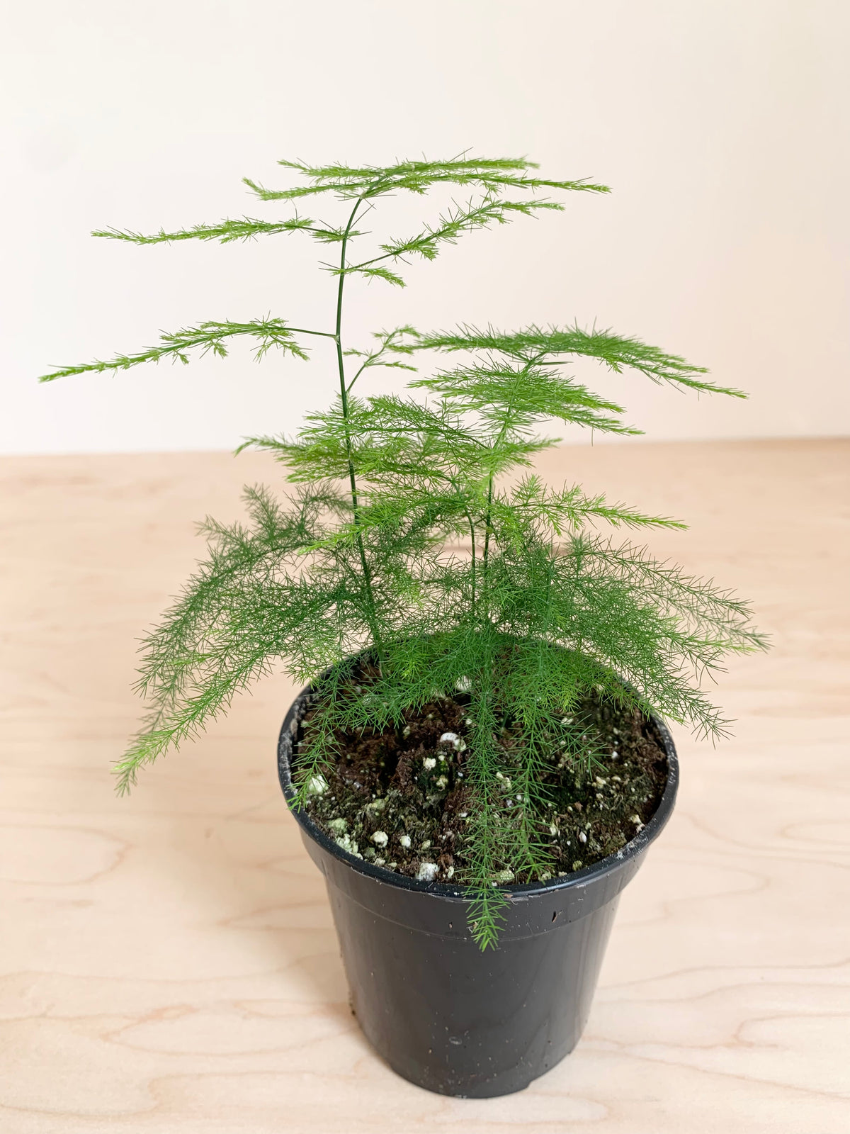 Plumosa Asparagus Fern
