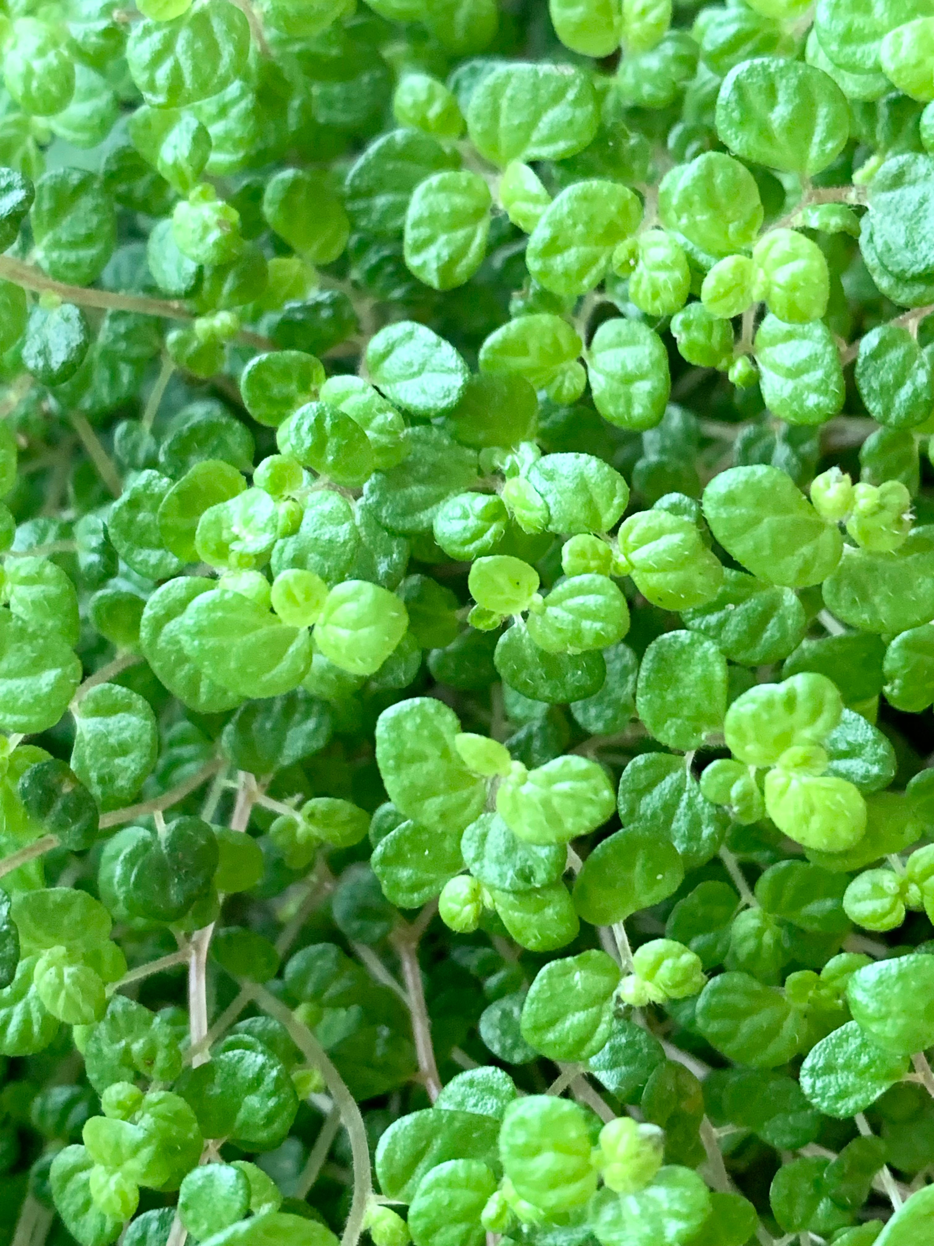 Soleirolia Soleirolii (Lágrimas de bebé)