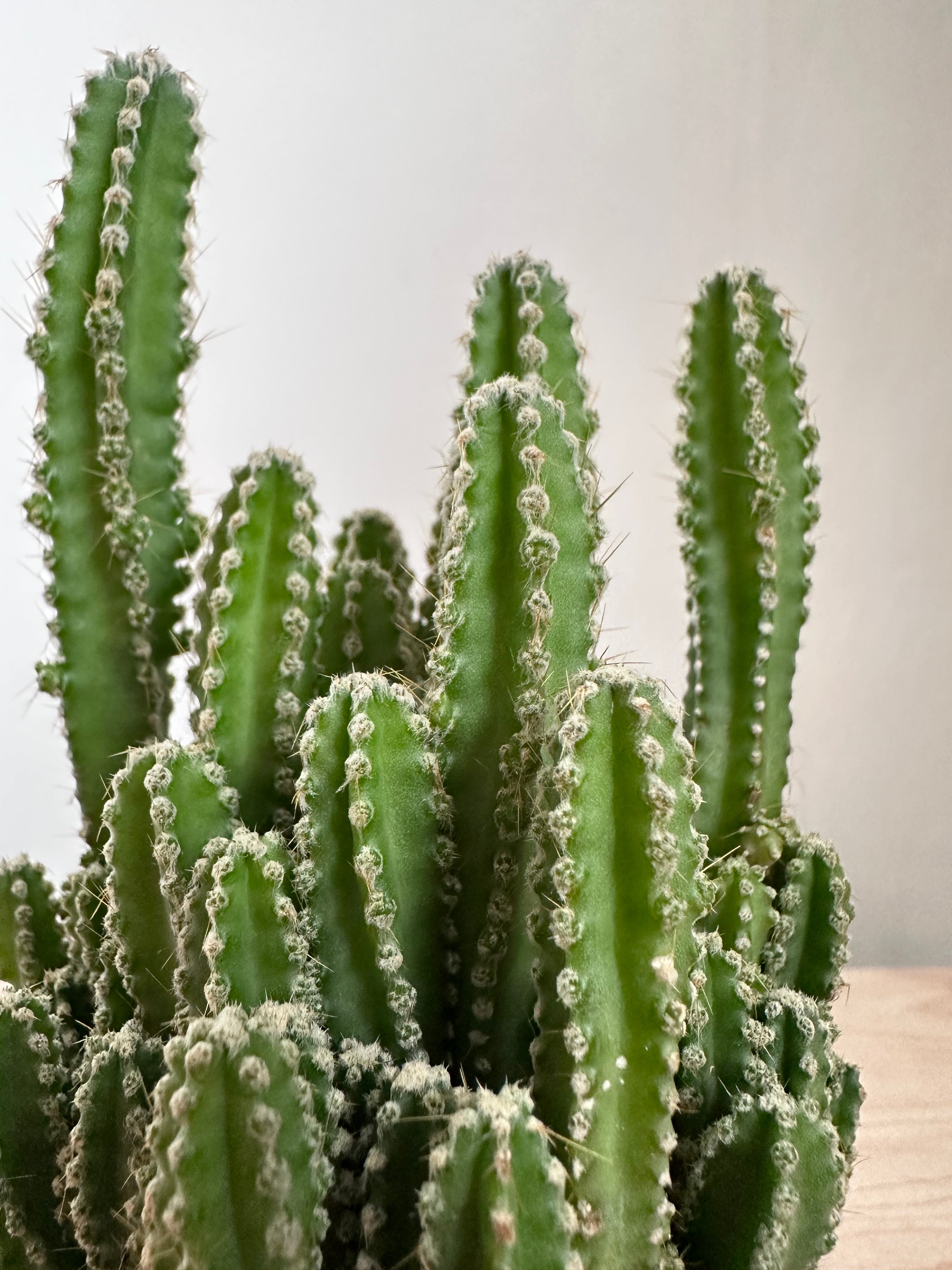 Fairy Castle Cactus