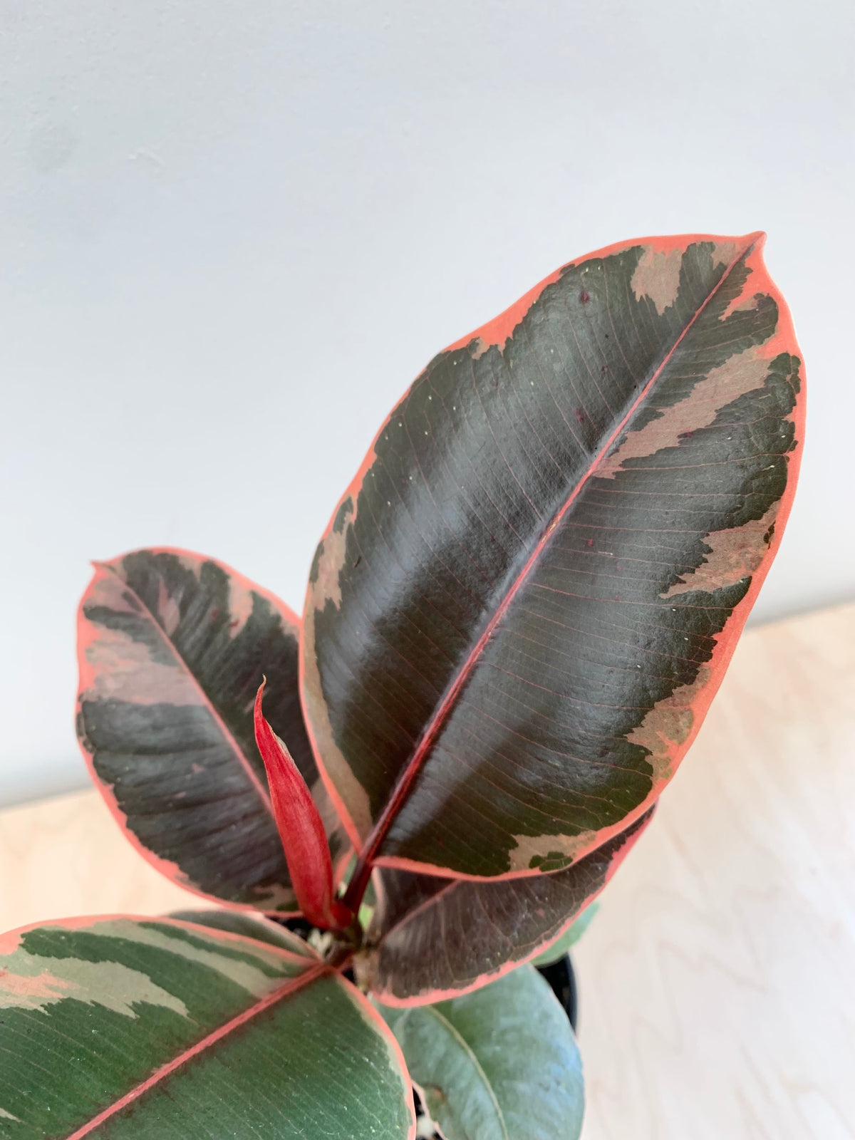 Ficus 'Elastica Ruby'