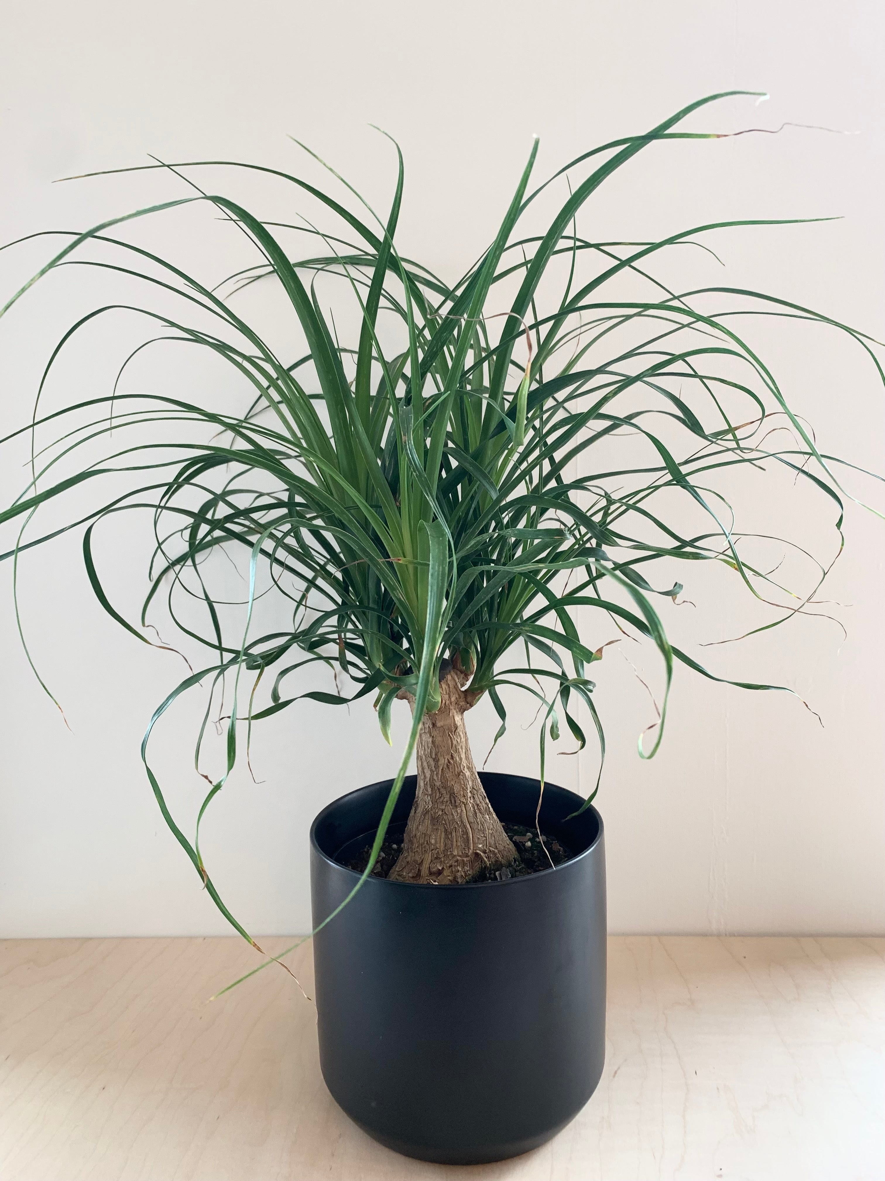 Ponytail Palm