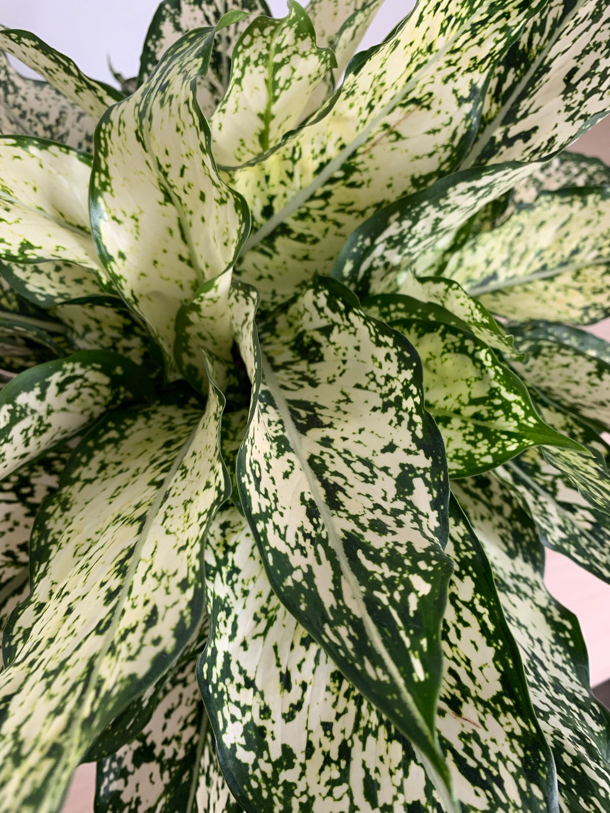 Aglaonema 'Neige de printemps'