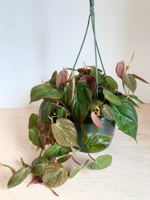 philodendron micans 中文 Philodendron 'Micans' – Foliage