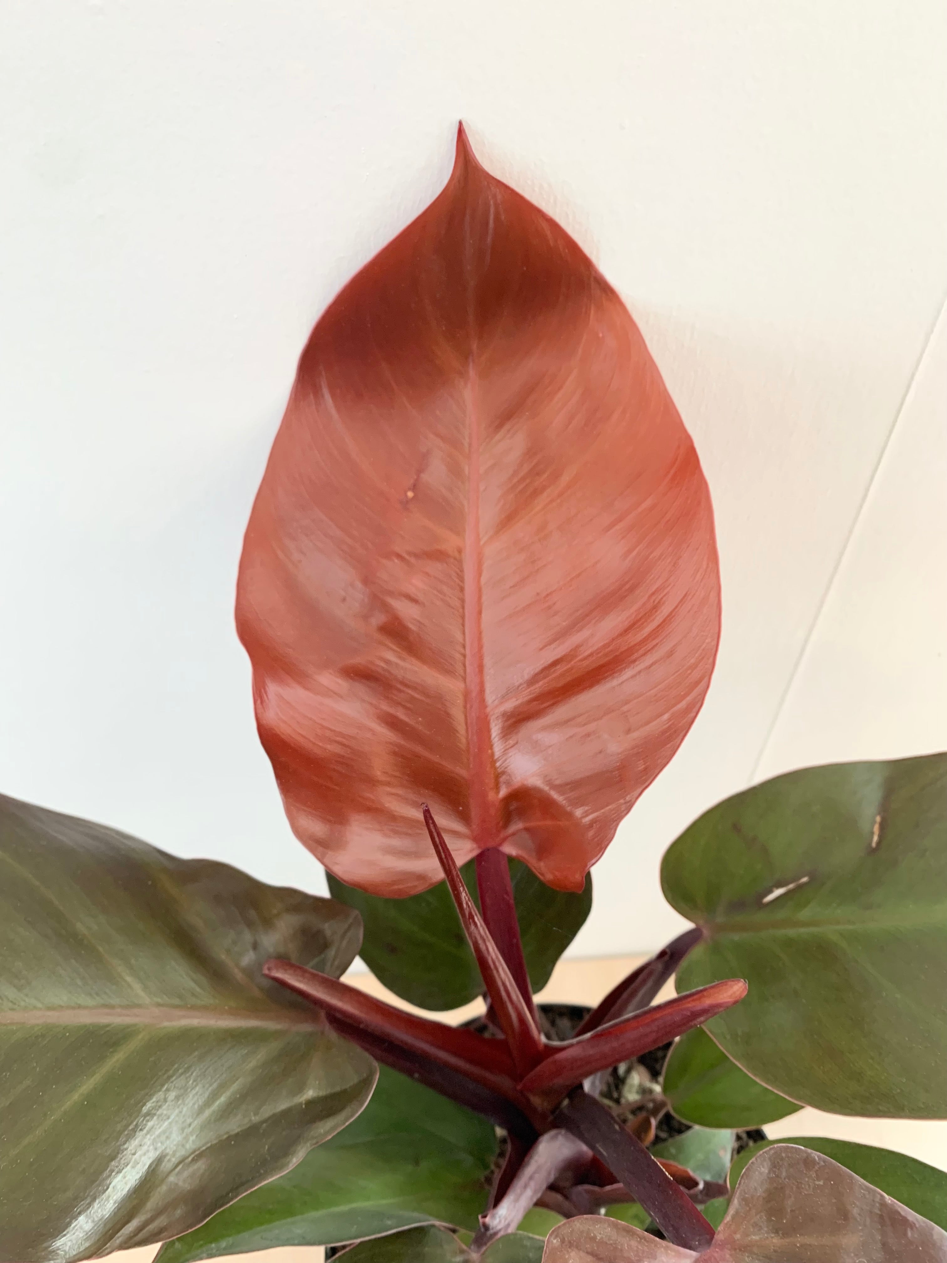Philodendron 'McColley Finale'