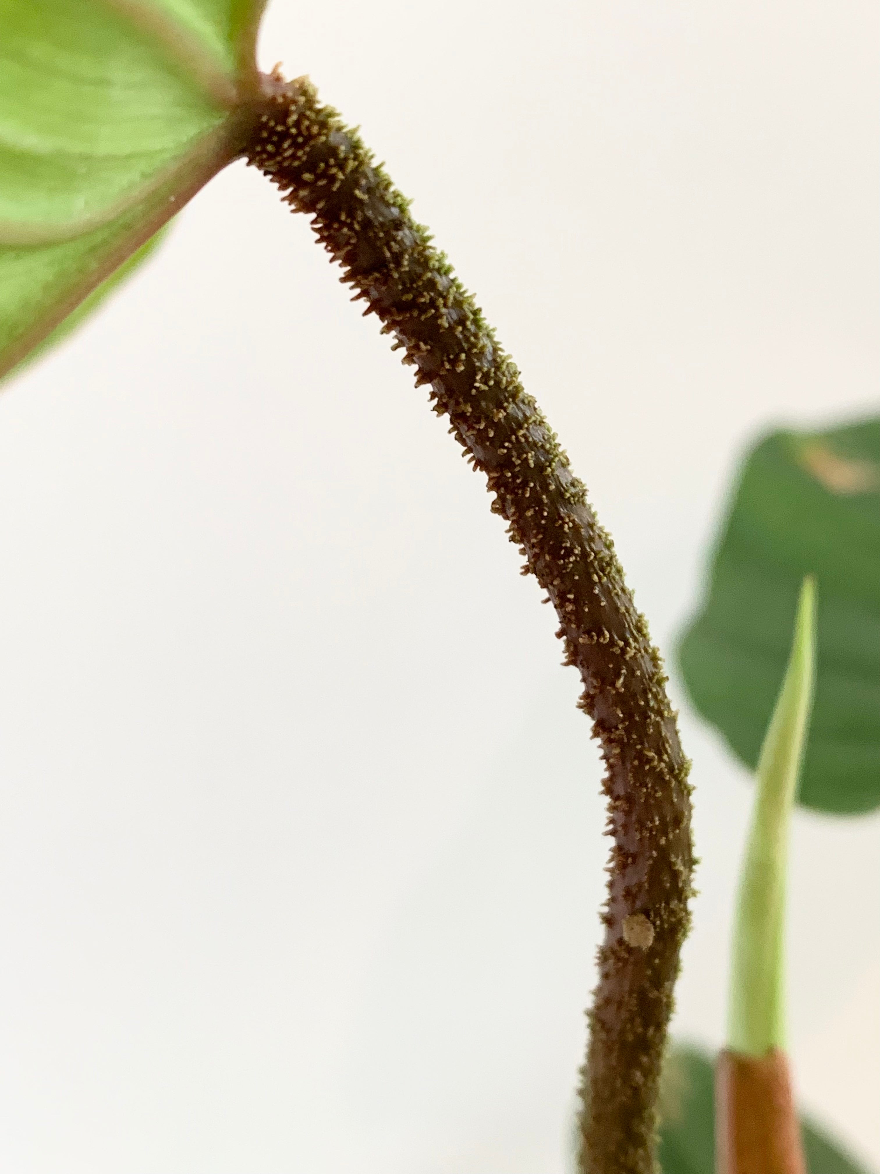 Philodendron 'Fuzzy Petiole'