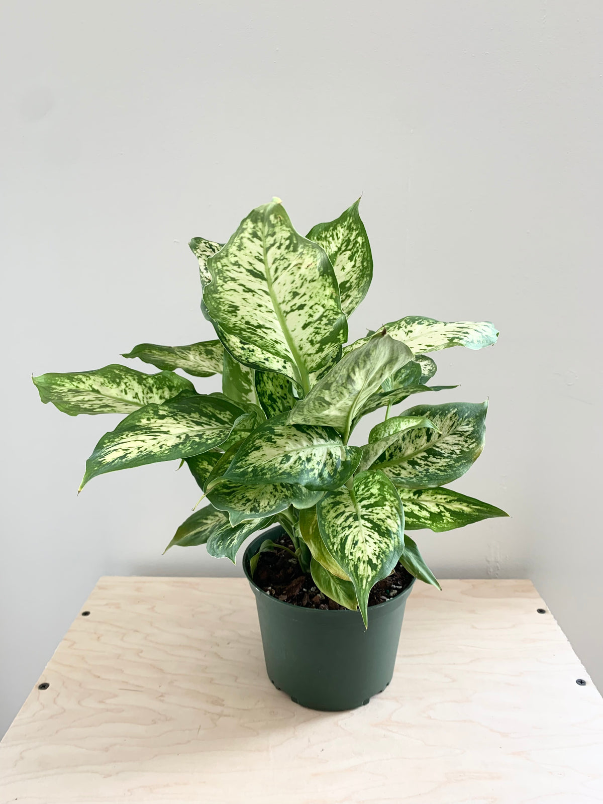 Dieffenbachia 'Compacta'