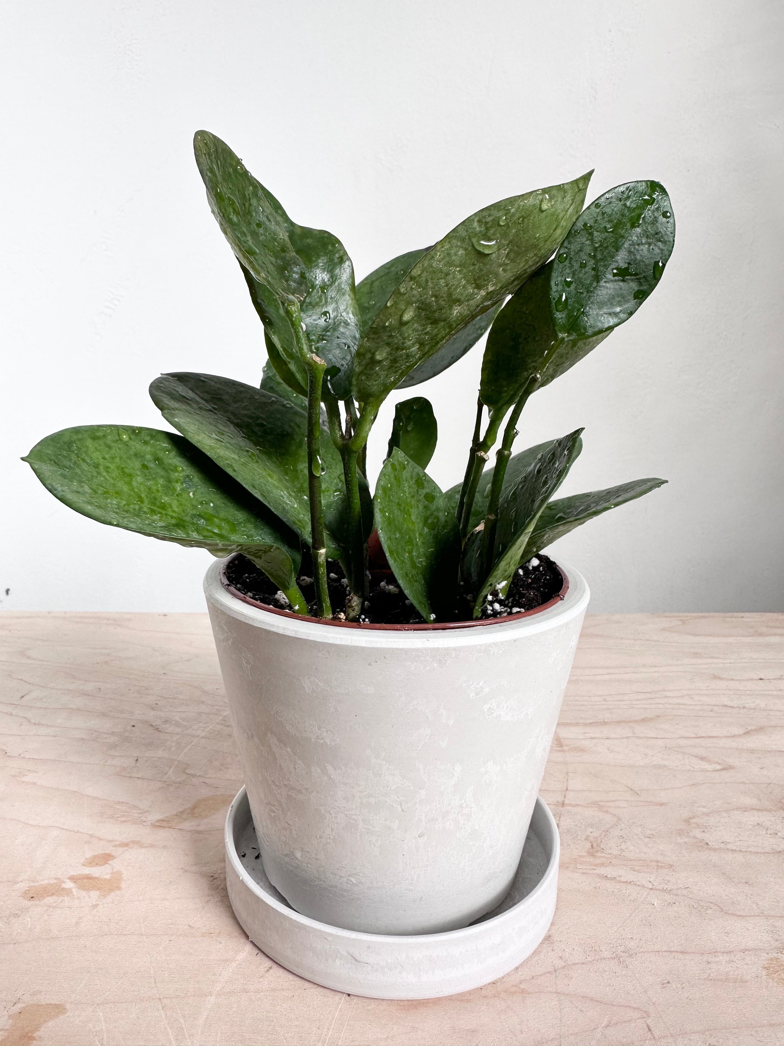 Hoya Australis Verde