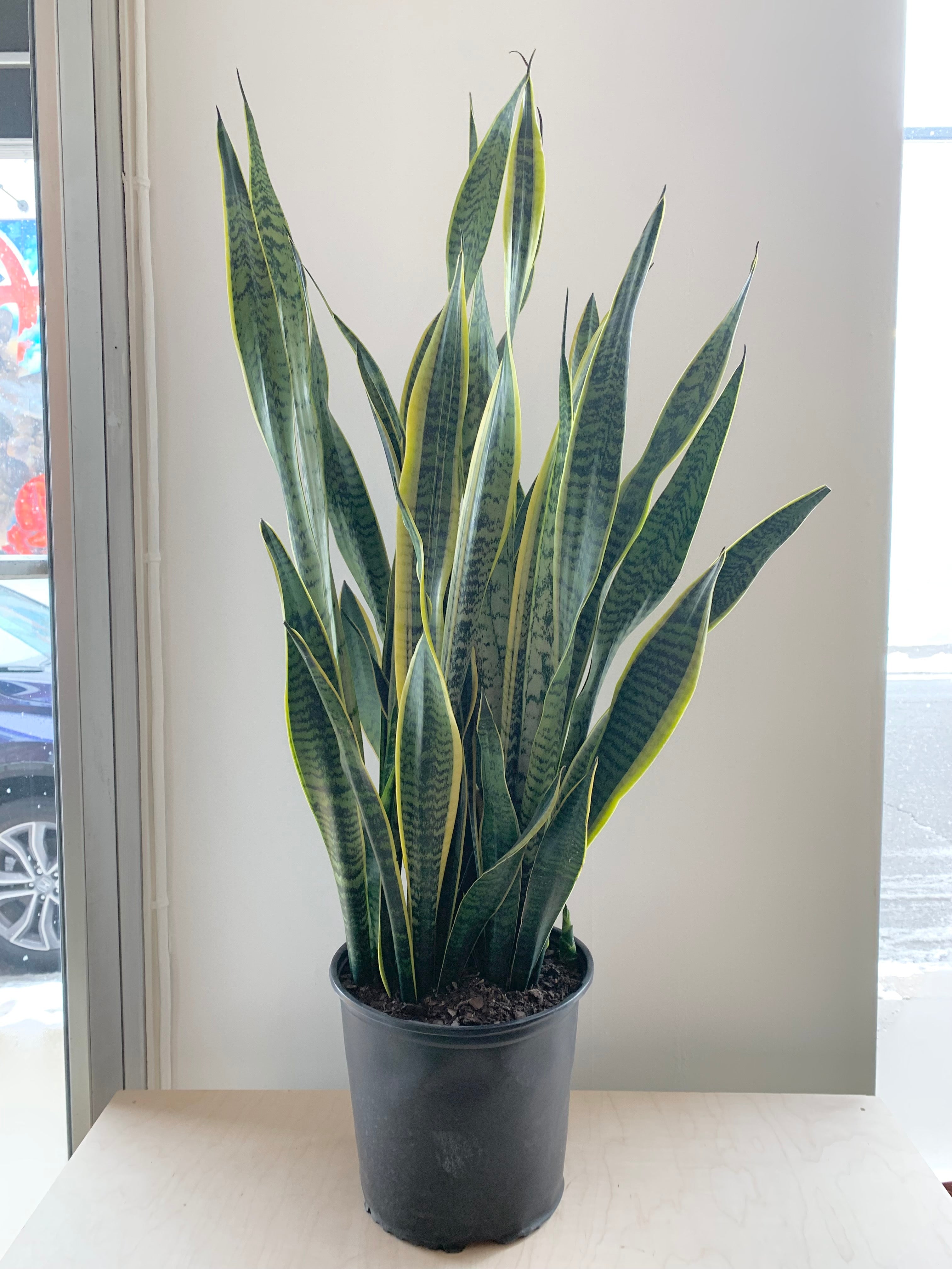 sansevieria - laurentii Sansevieria 'Laurentii'