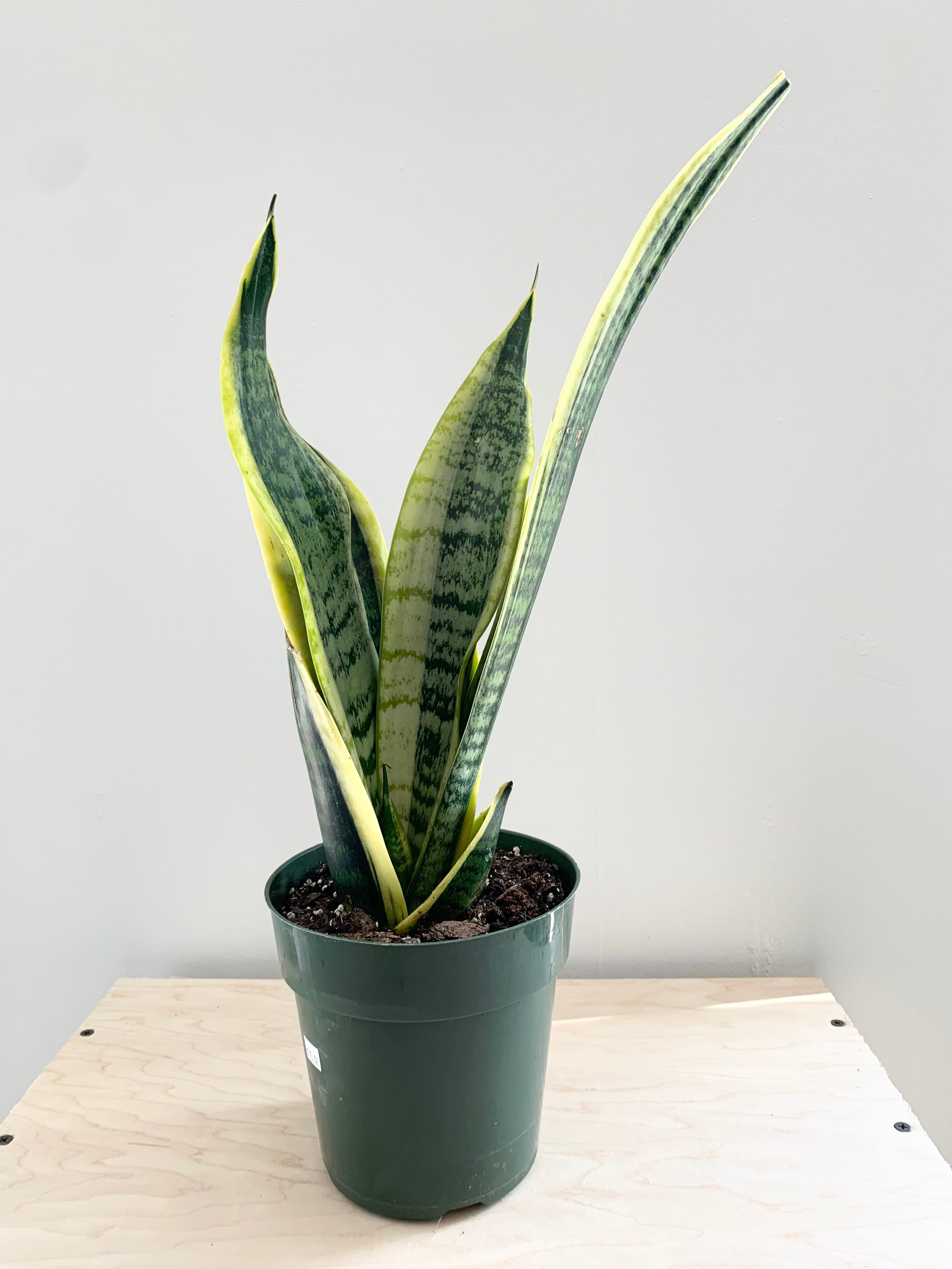 Sansevieria 'Hahnii', Assorted