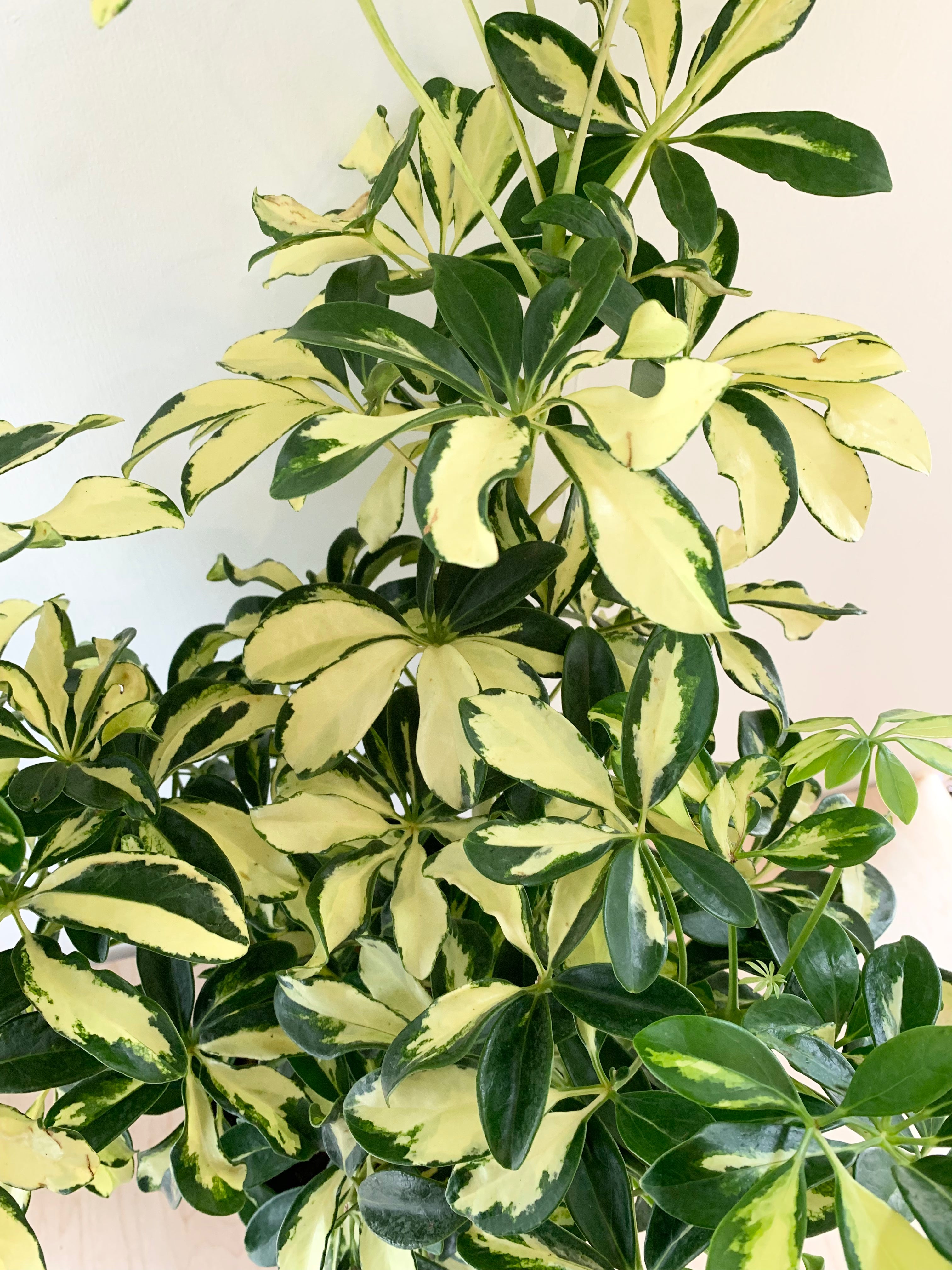 Schefflera 'Trinette'
