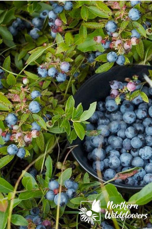 Wild Lowbush Blueberry (Vaccinium angustifolium) Seeds